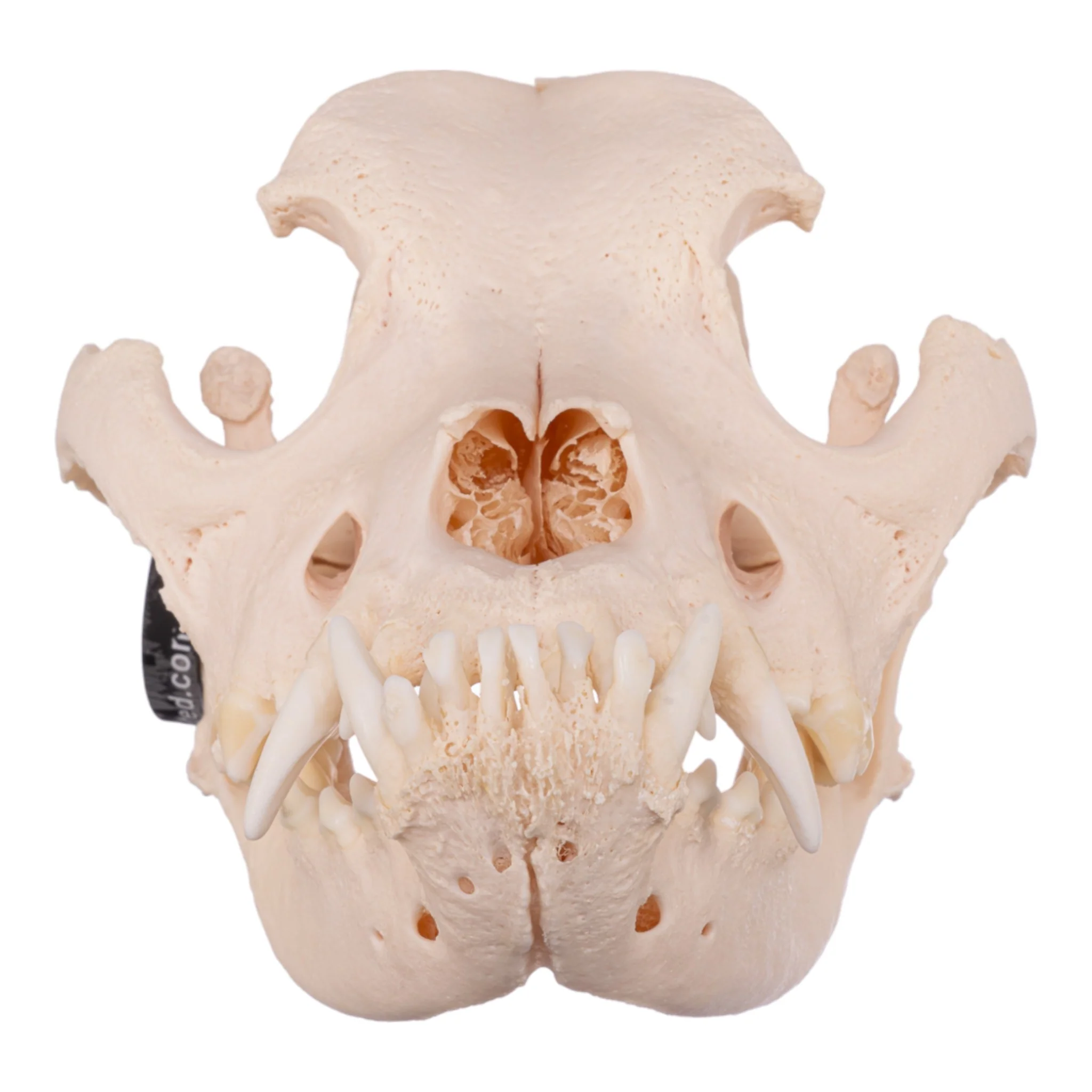 Real Domestic Dog Skull - Mastiff - Image 3