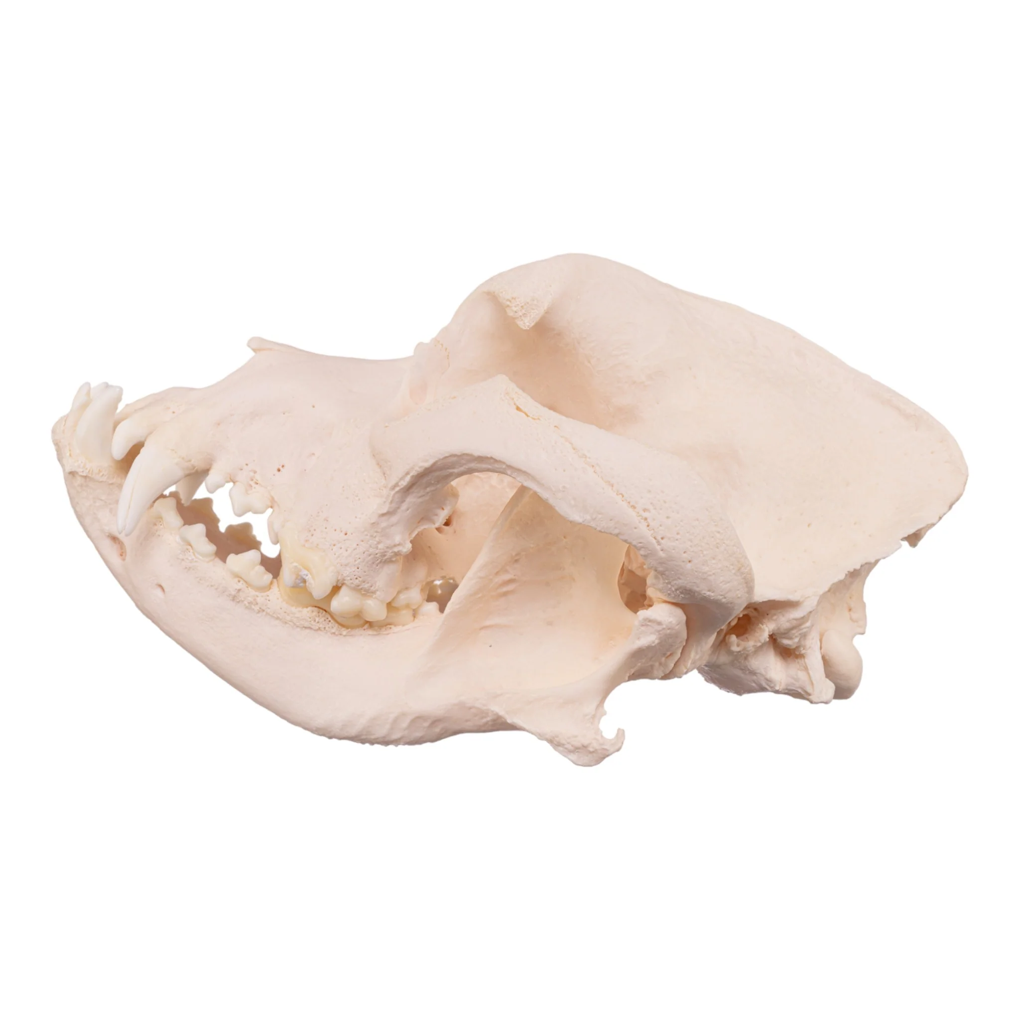 Real Domestic Dog Skull - Mastiff - Image 4