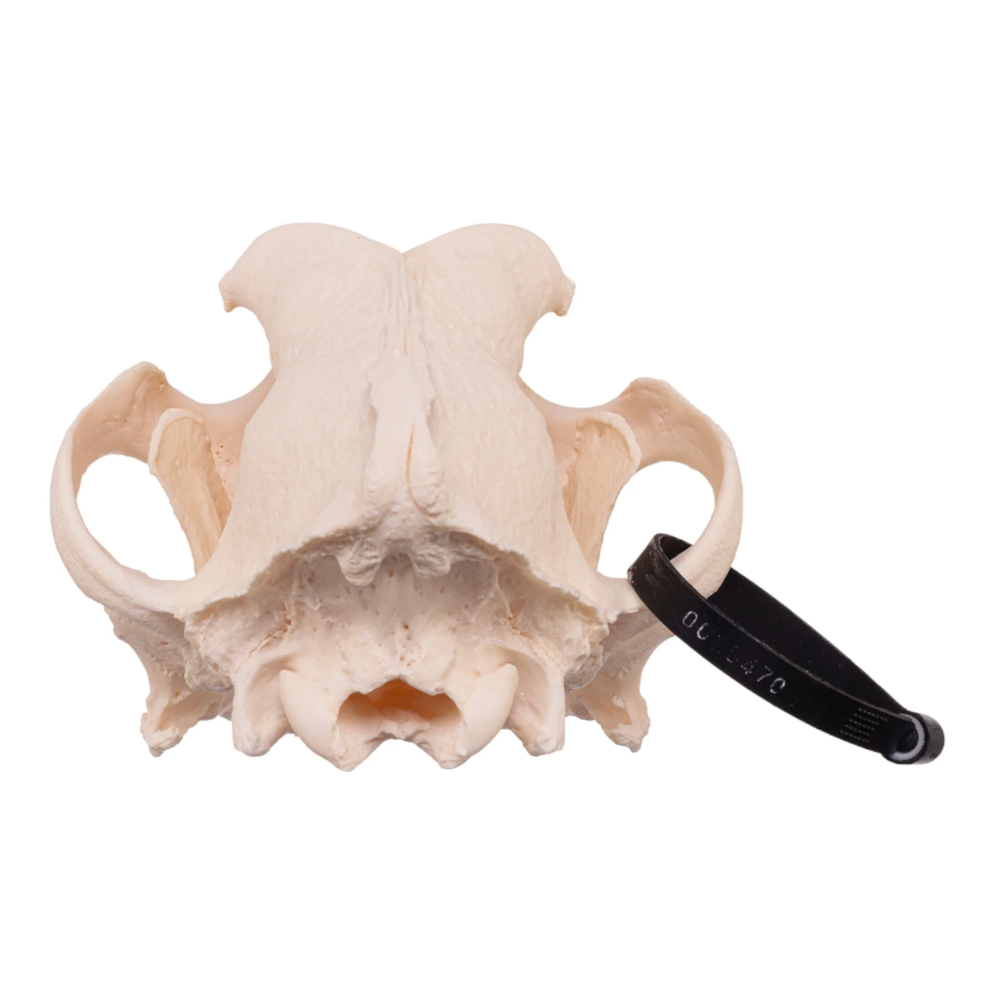 Real Domestic Dog Skull - Mastiff - Image 5