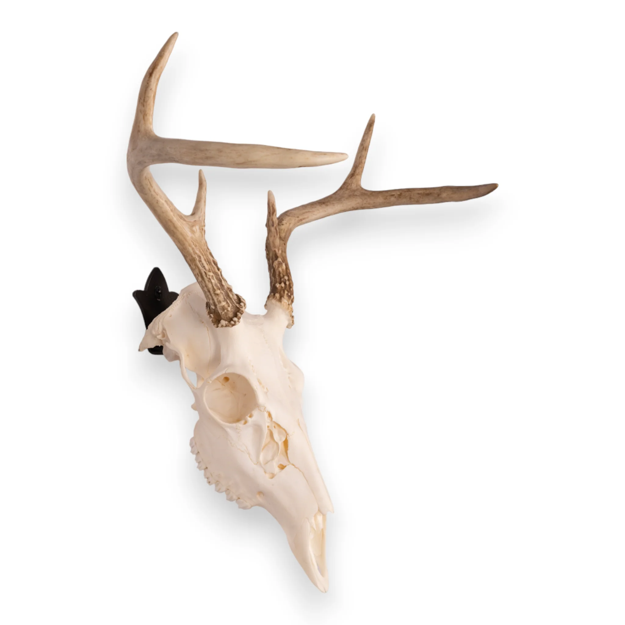 Metal Skull Mount - The 'Bambi' Bracket - Image 3