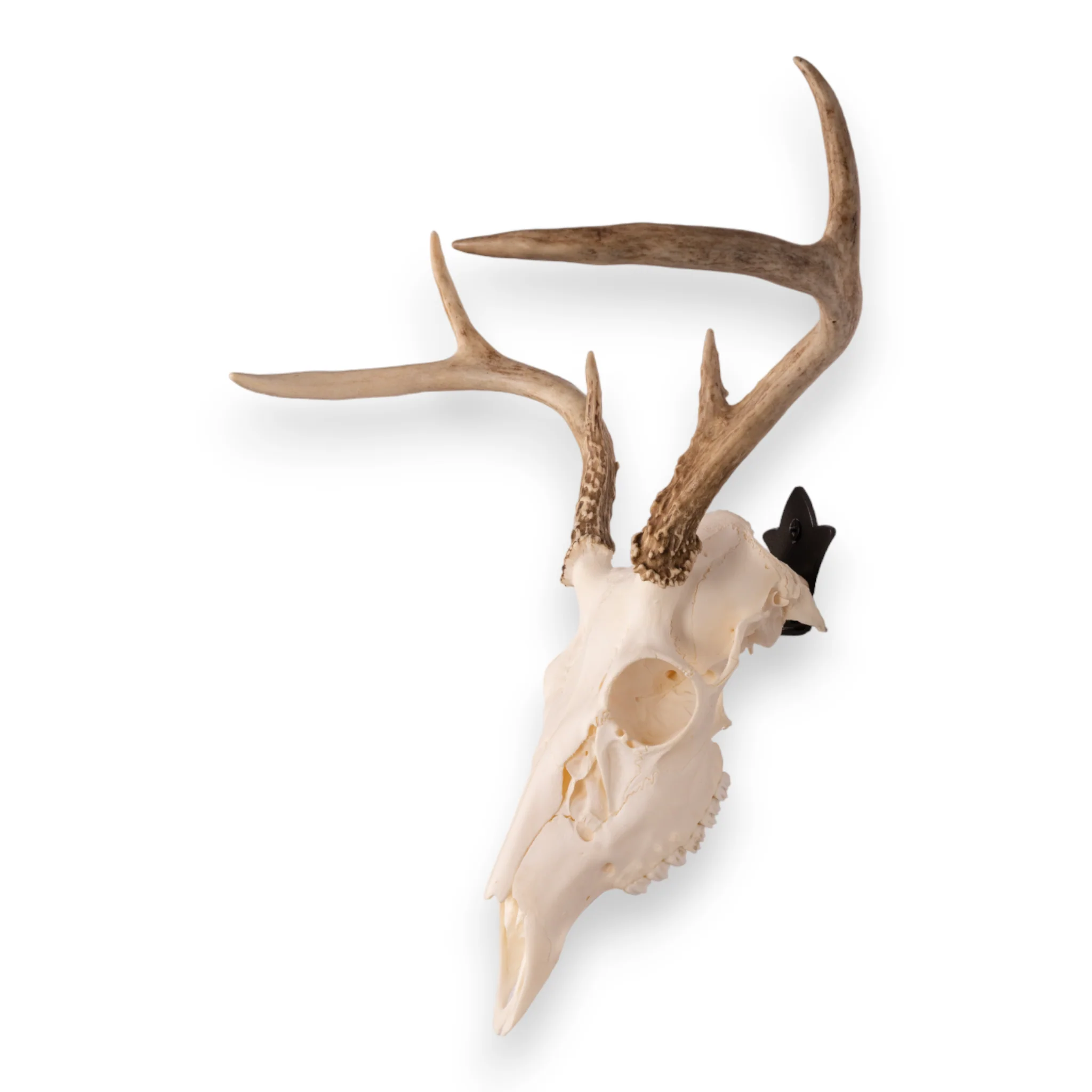Metal Skull Mount - The 'Bambi' Bracket - Image 4