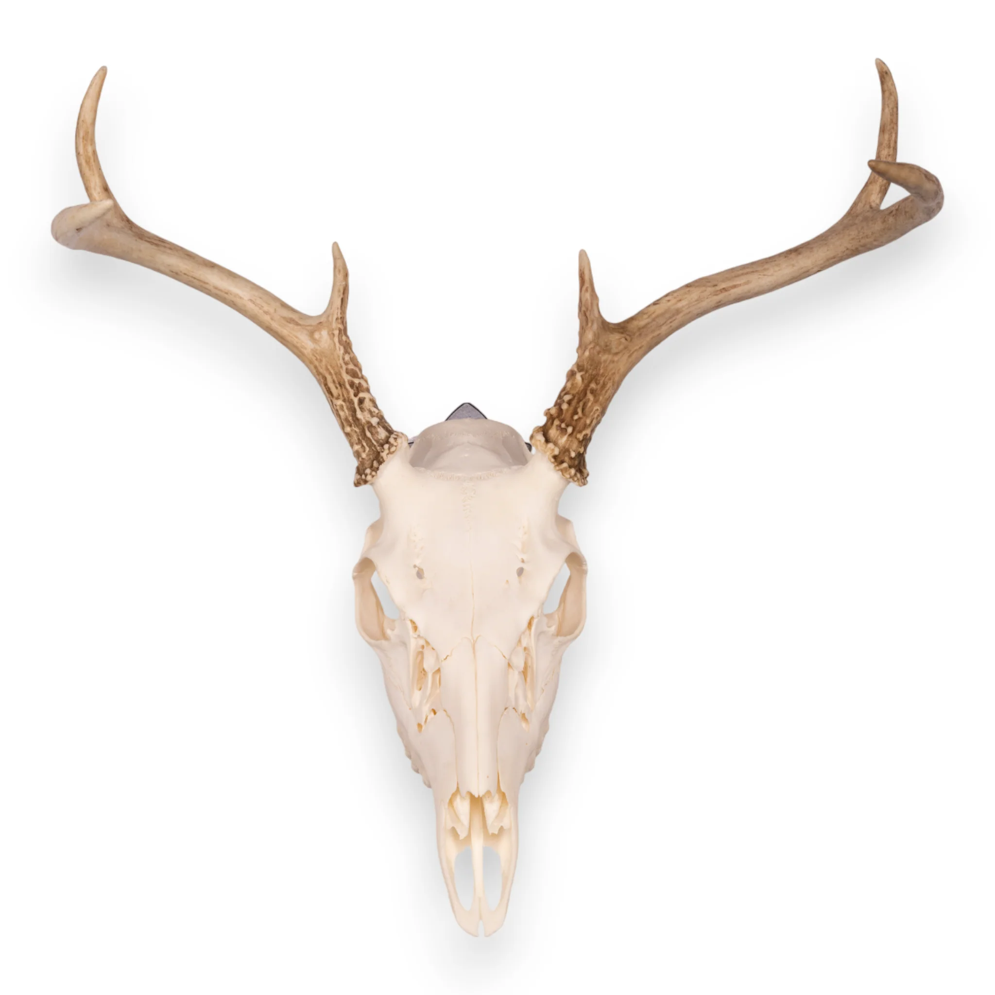 Metal Skull Mount - The 'Bambi' Bracket - Image 5