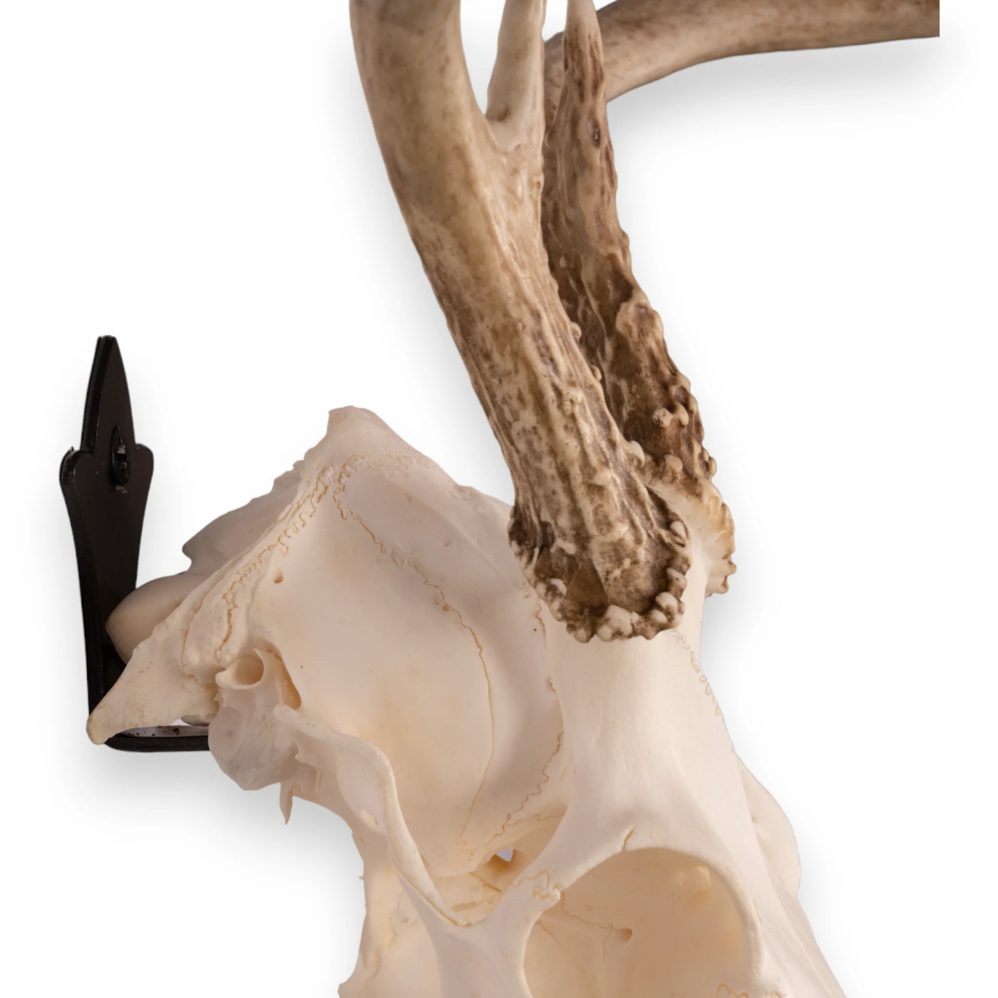 Metal Skull Mount - The 'Bambi' Bracket - Image 7