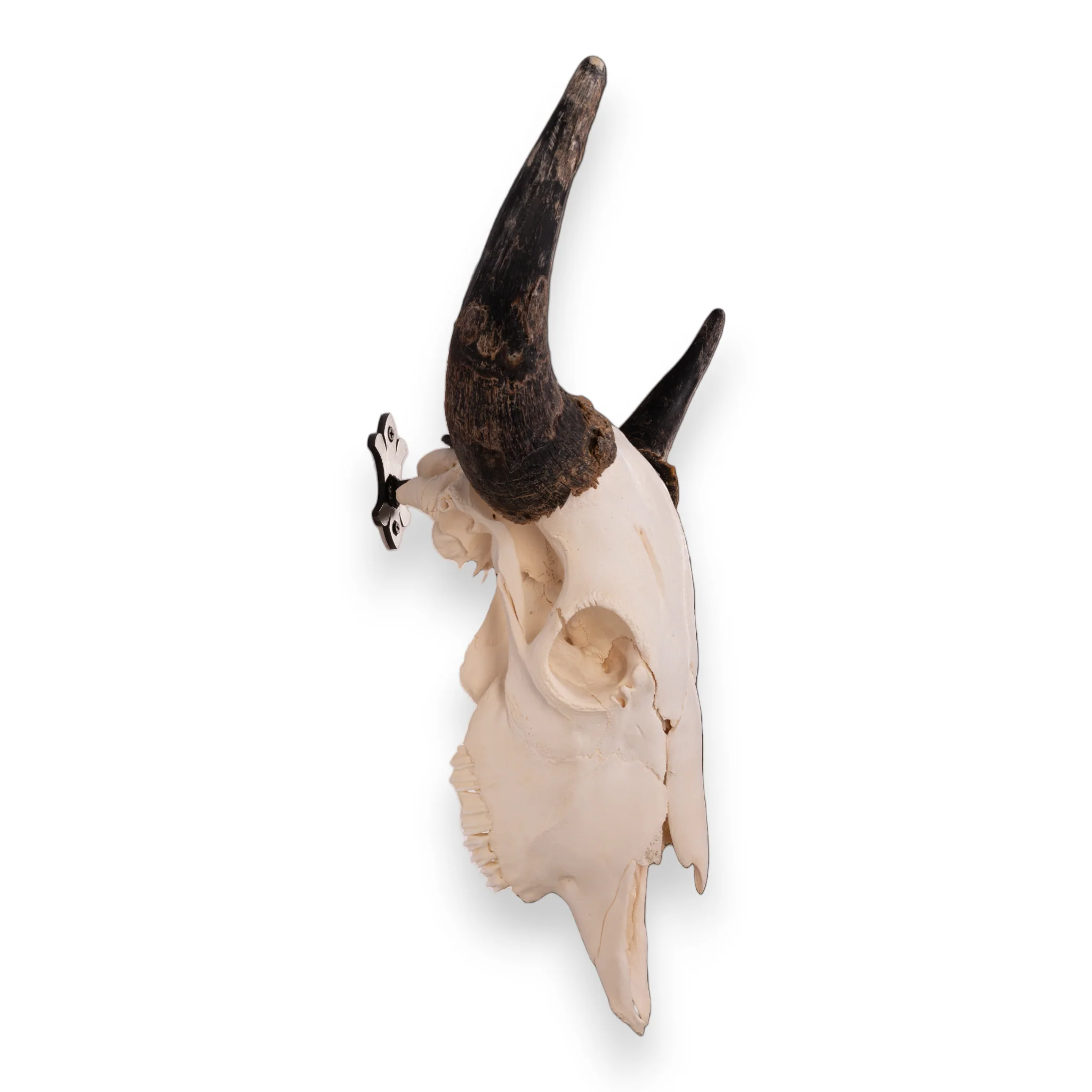 Metal Skull Mount - The 'Buffalo' Bracket - Image 3