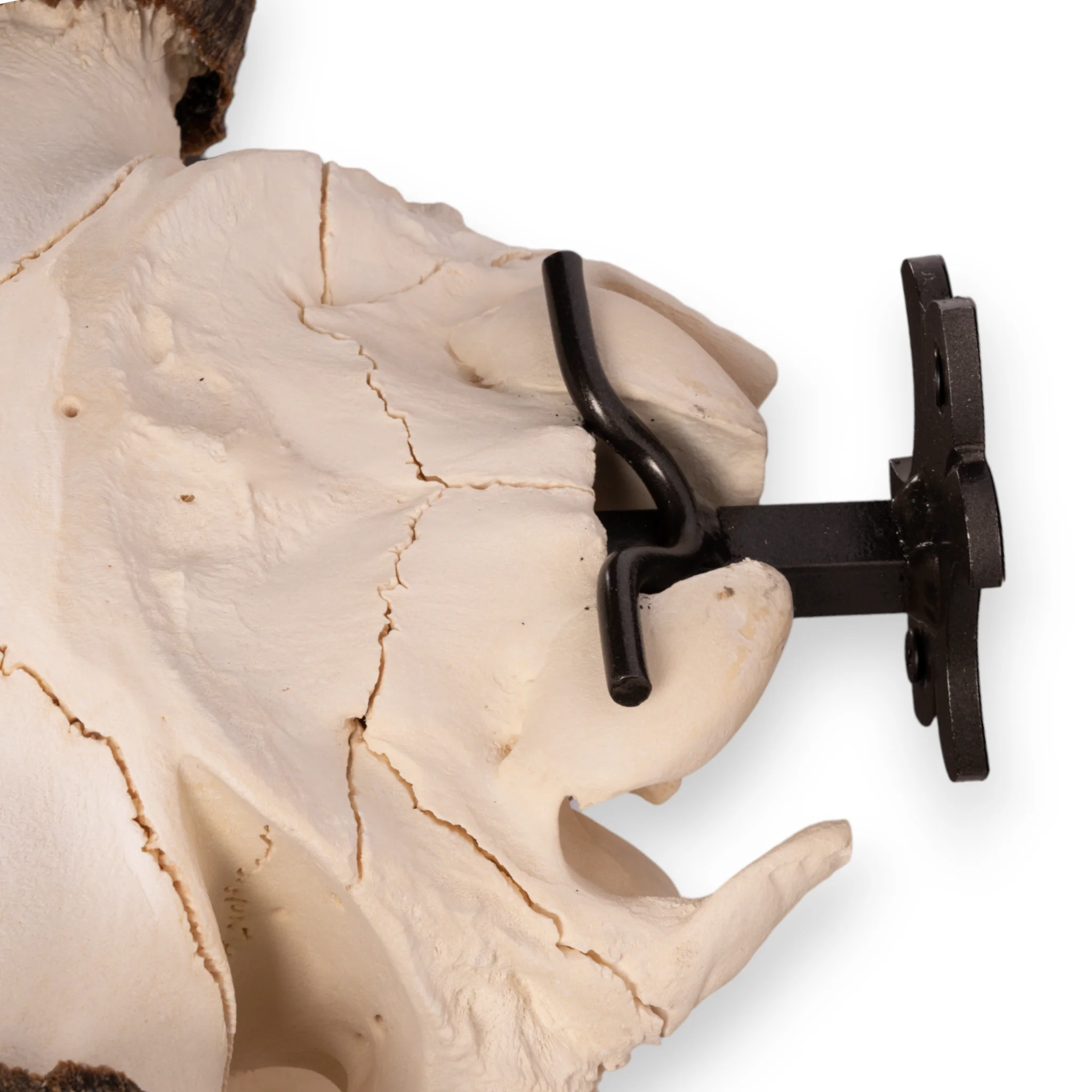 Metal Skull Mount - The 'Buffalo' Bracket - Image 7