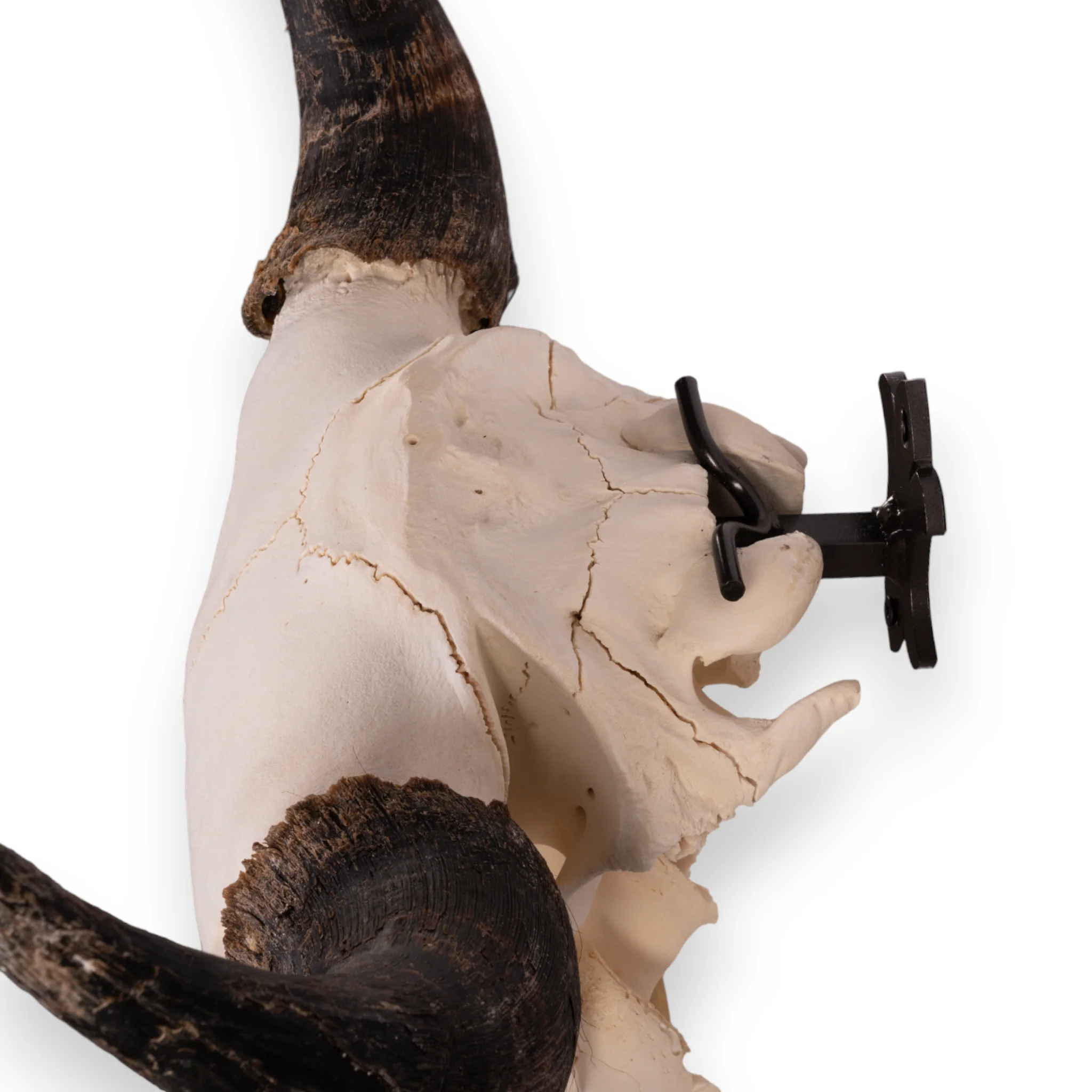 Metal Skull Mount - The 'Buffalo' Bracket - Image 8