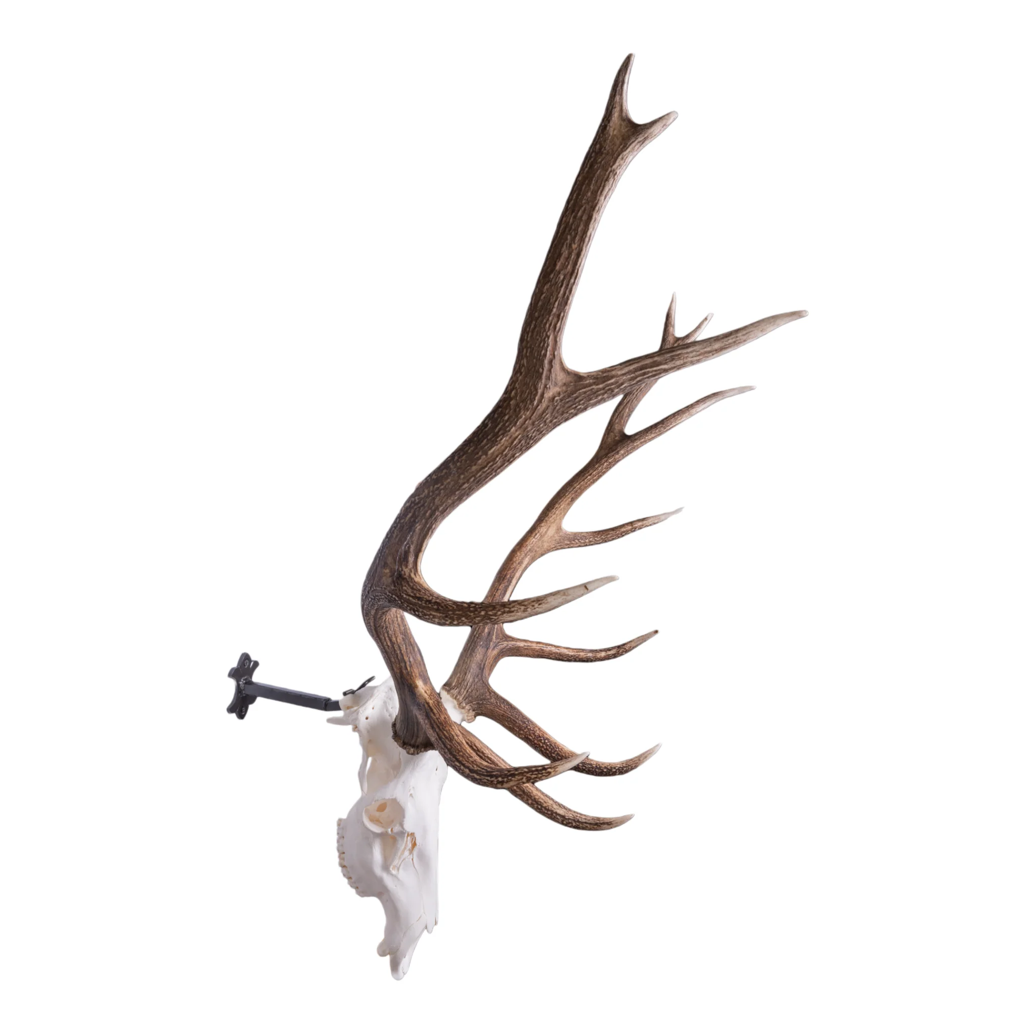 Metal Skull Mount - The 'Bull' Bracket - Image 4