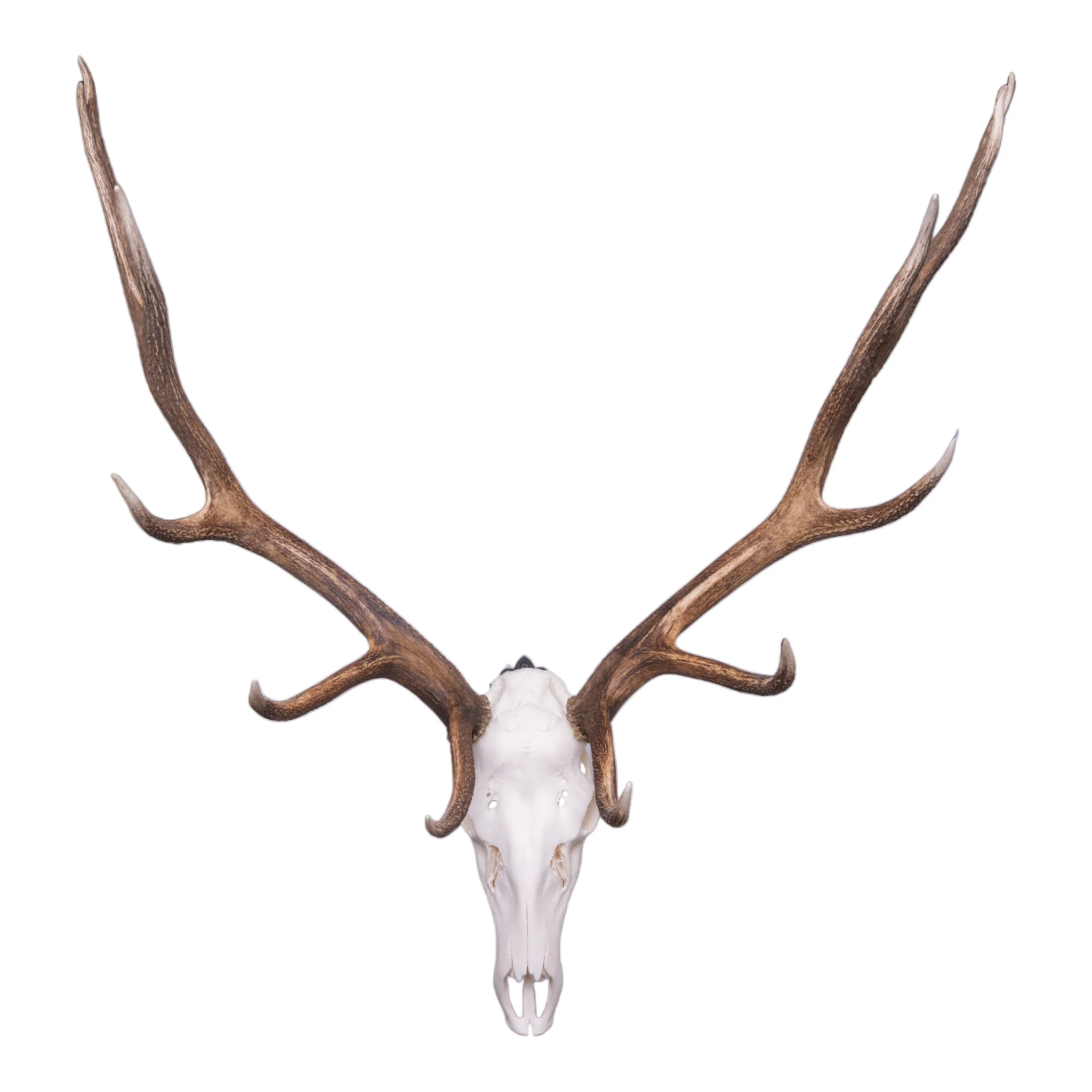 Metal Skull Mount - The 'Bull' Bracket - Image 5