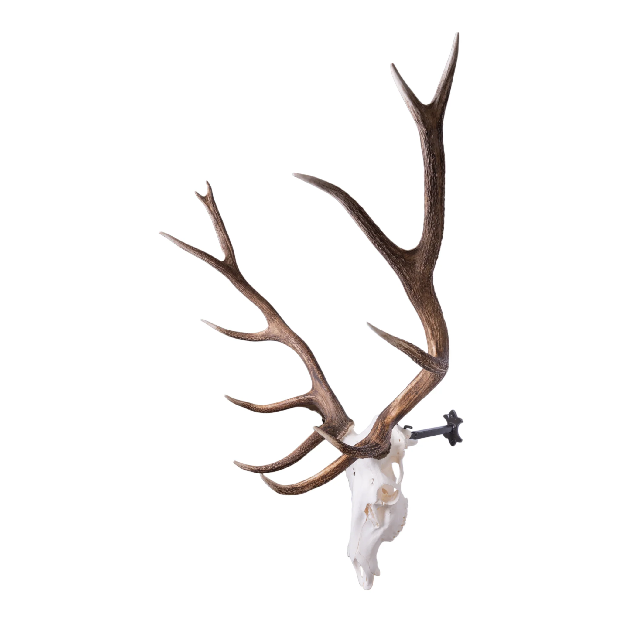 Metal Skull Mount - The 'Bull' Bracket - Image 6