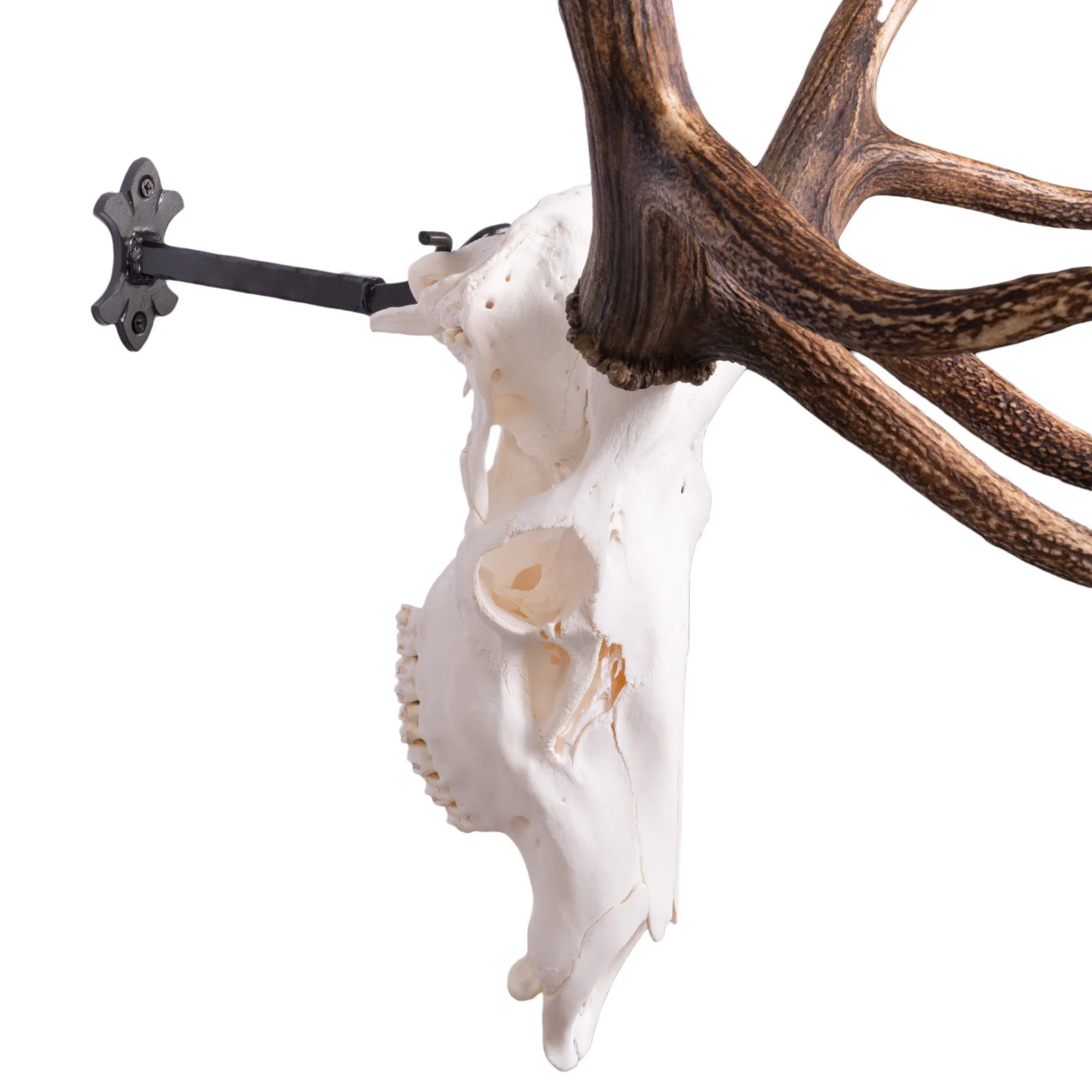 Metal Skull Mount - The 'Bull' Bracket - Image 7