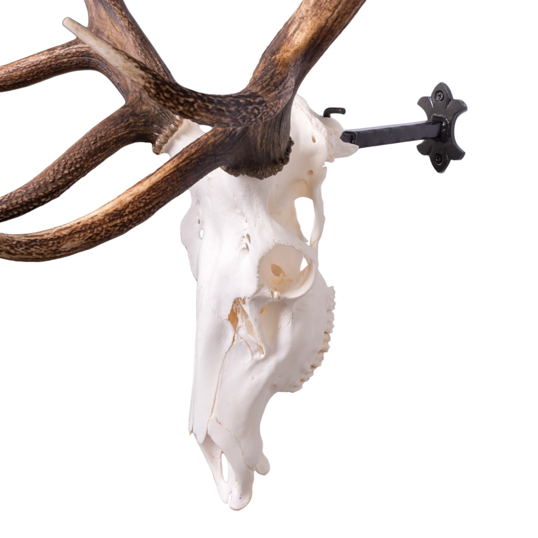 Metal Skull Mount - The 'Bull' Bracket - Image 8