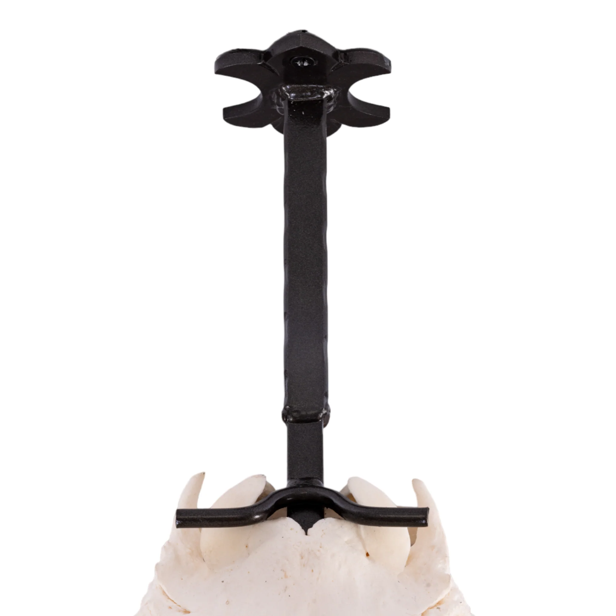 Metal Skull Mount - The 'Bull' Bracket - Image 9
