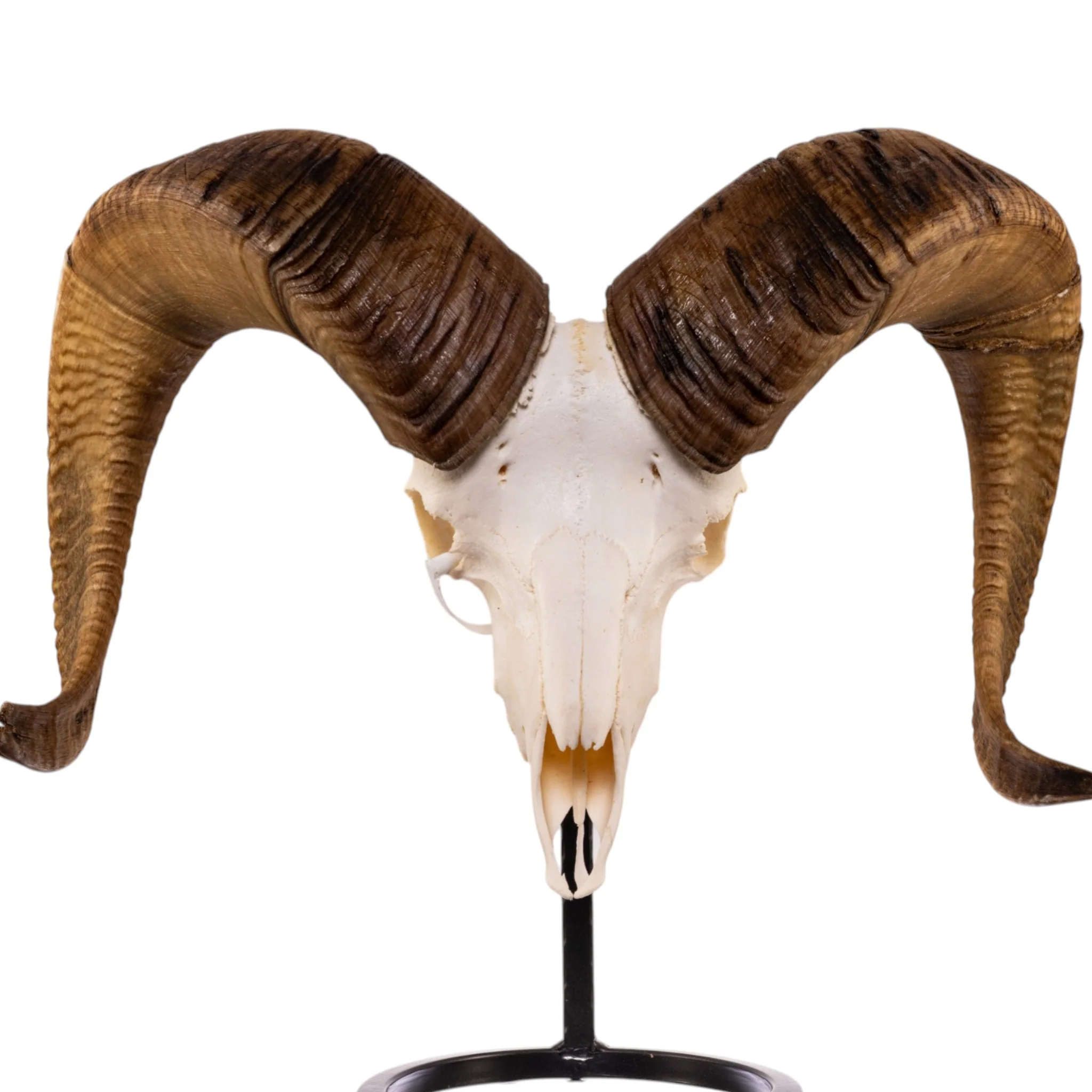 Metal Skull Mount - The Sheep Table Bracket - Image 8