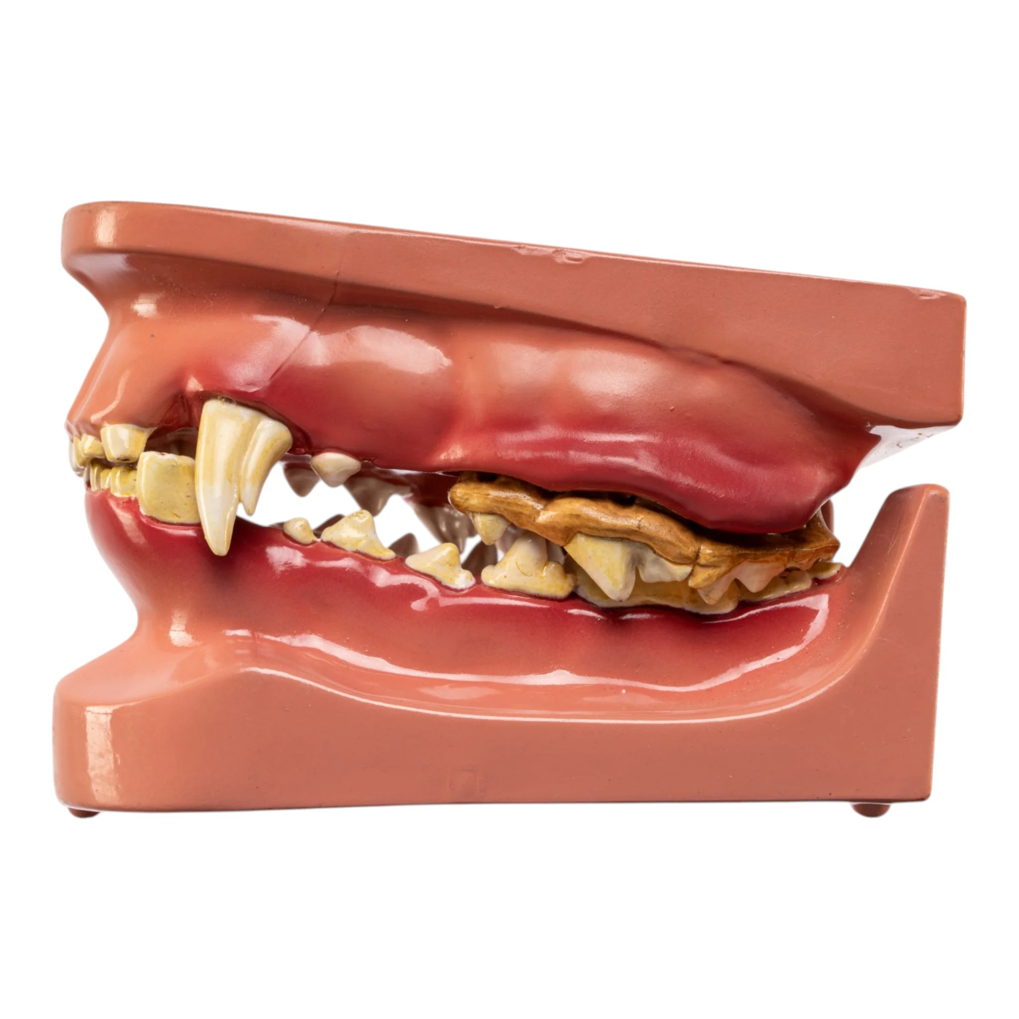 Model Domestic Dog Jaw - Image 4