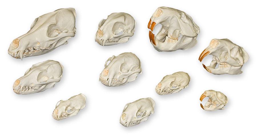 Comparative Skull Kit - North American Furbearers - Image 2