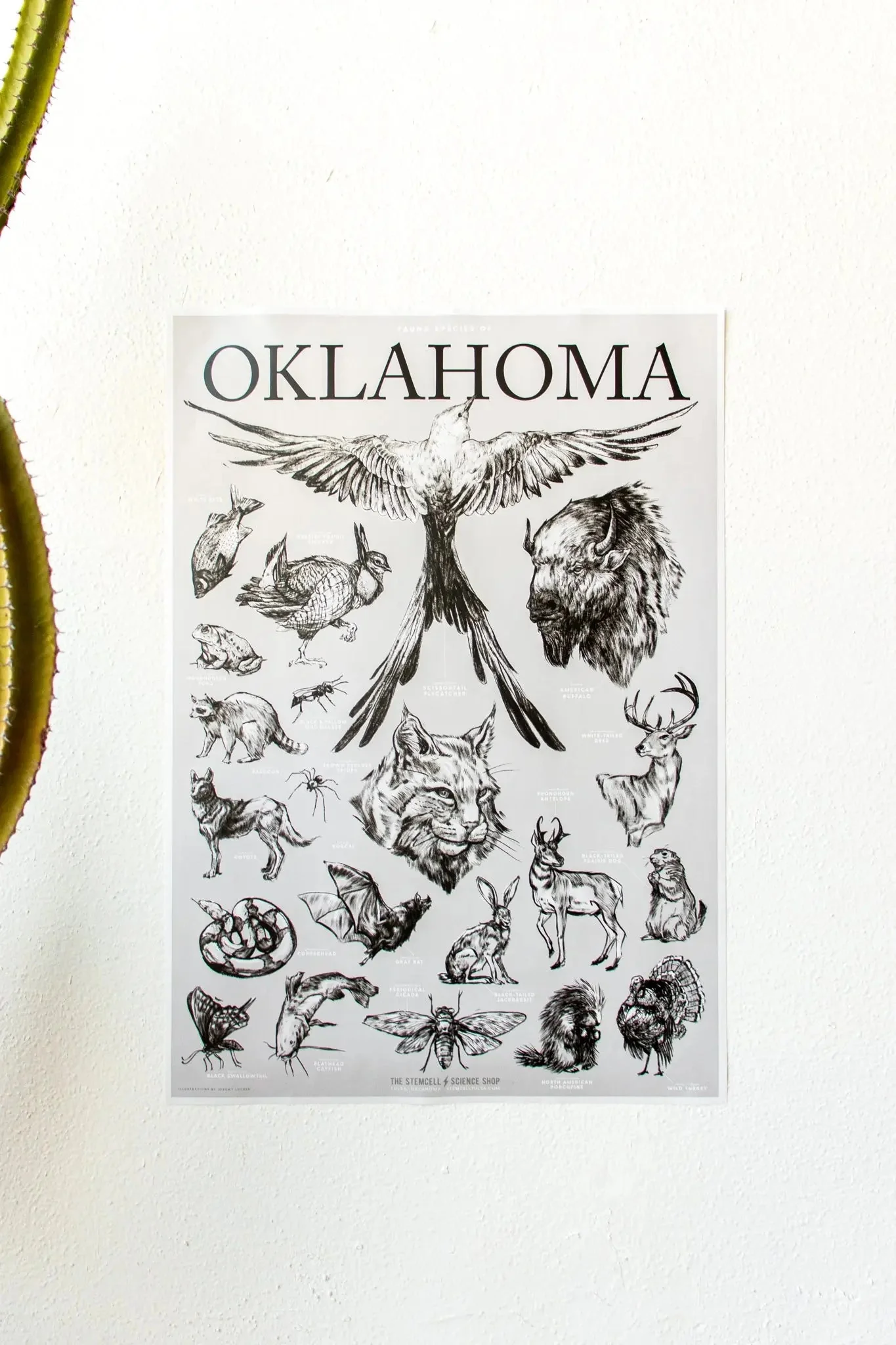 Oklahoma Wildlife Educational Chart