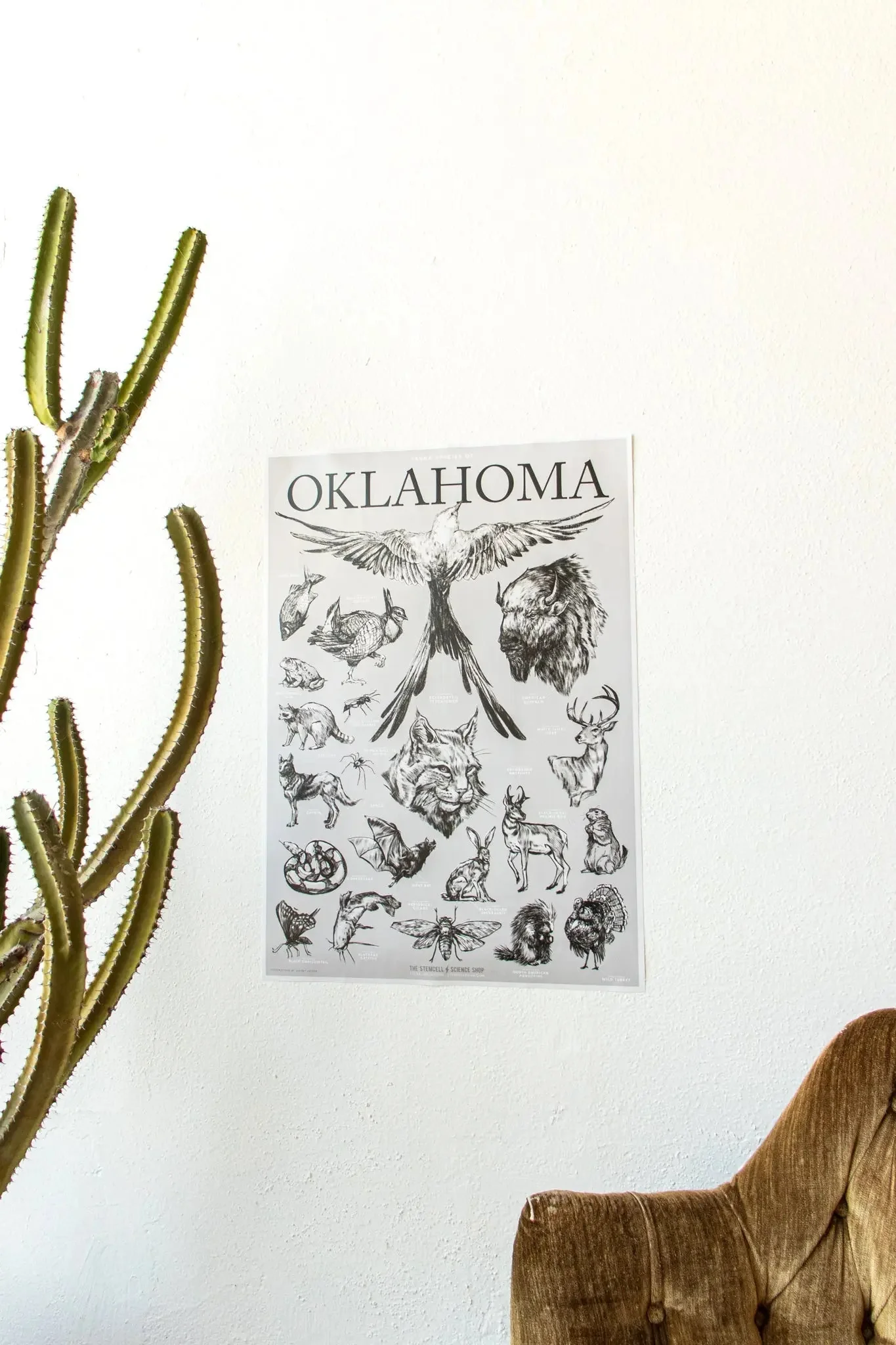 Oklahoma Wildlife Educational Chart - Image 3