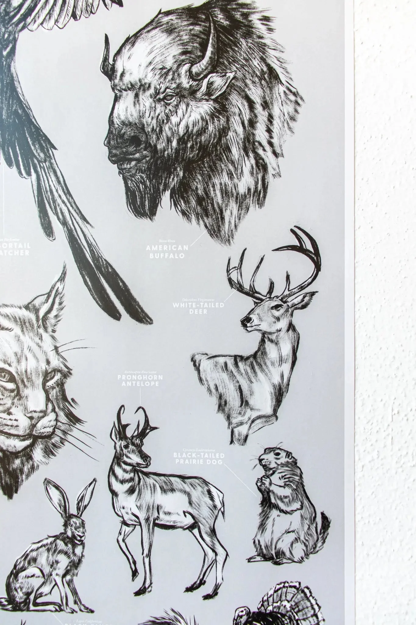 Oklahoma Wildlife Educational Chart - Image 4