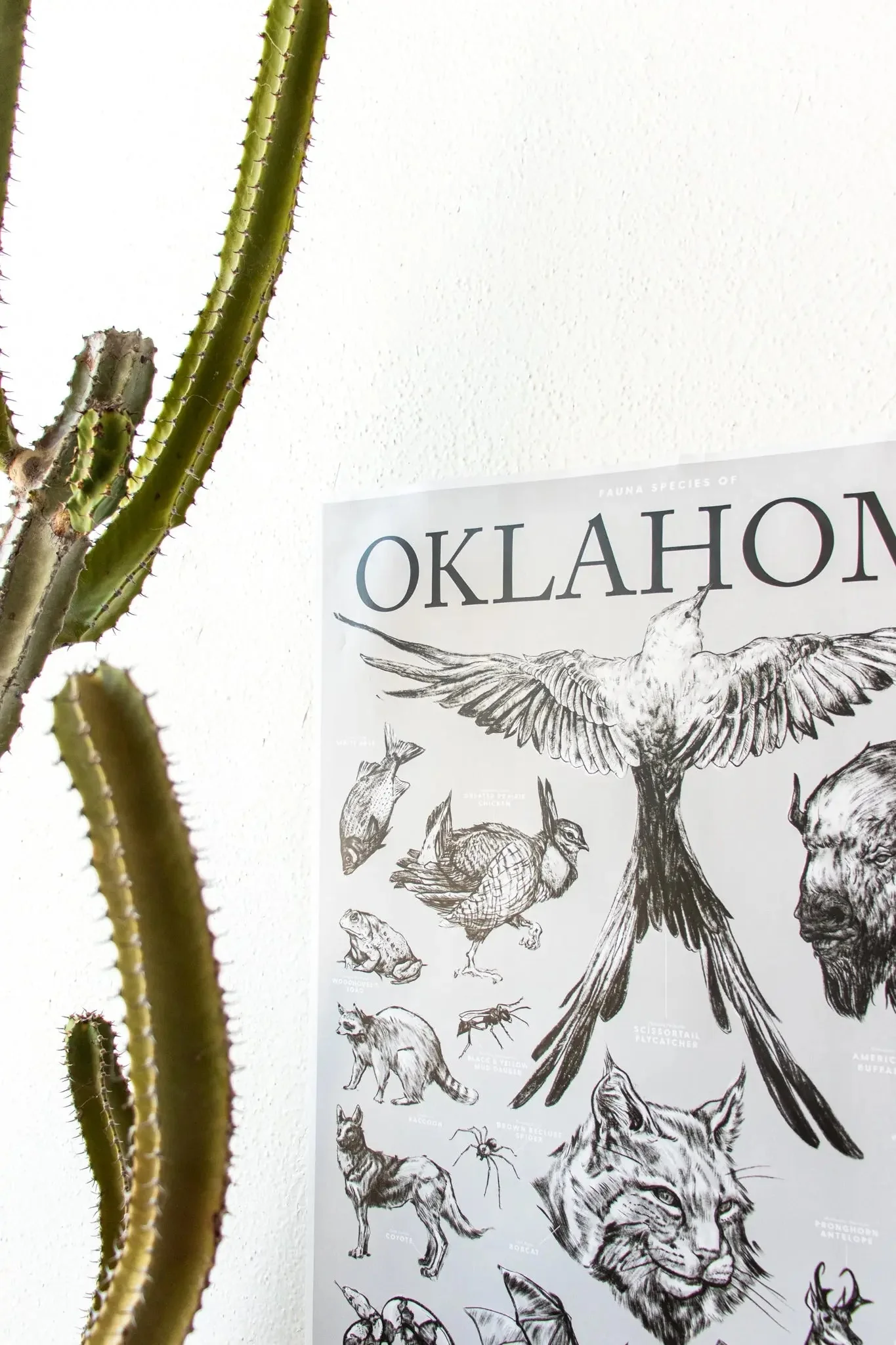 Oklahoma Wildlife Educational Chart - Image 6