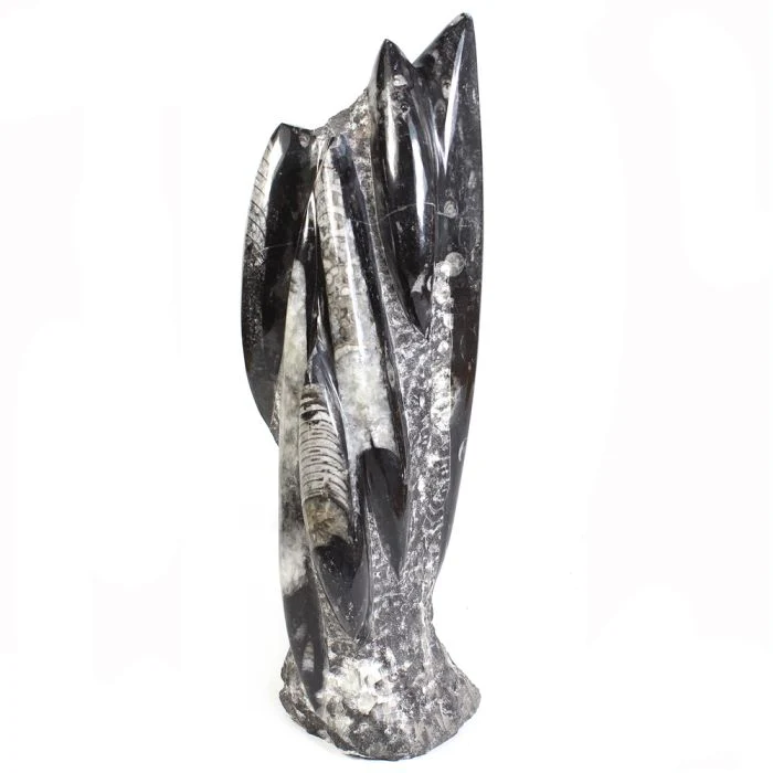 Orthoceras Fossil Sculpture
