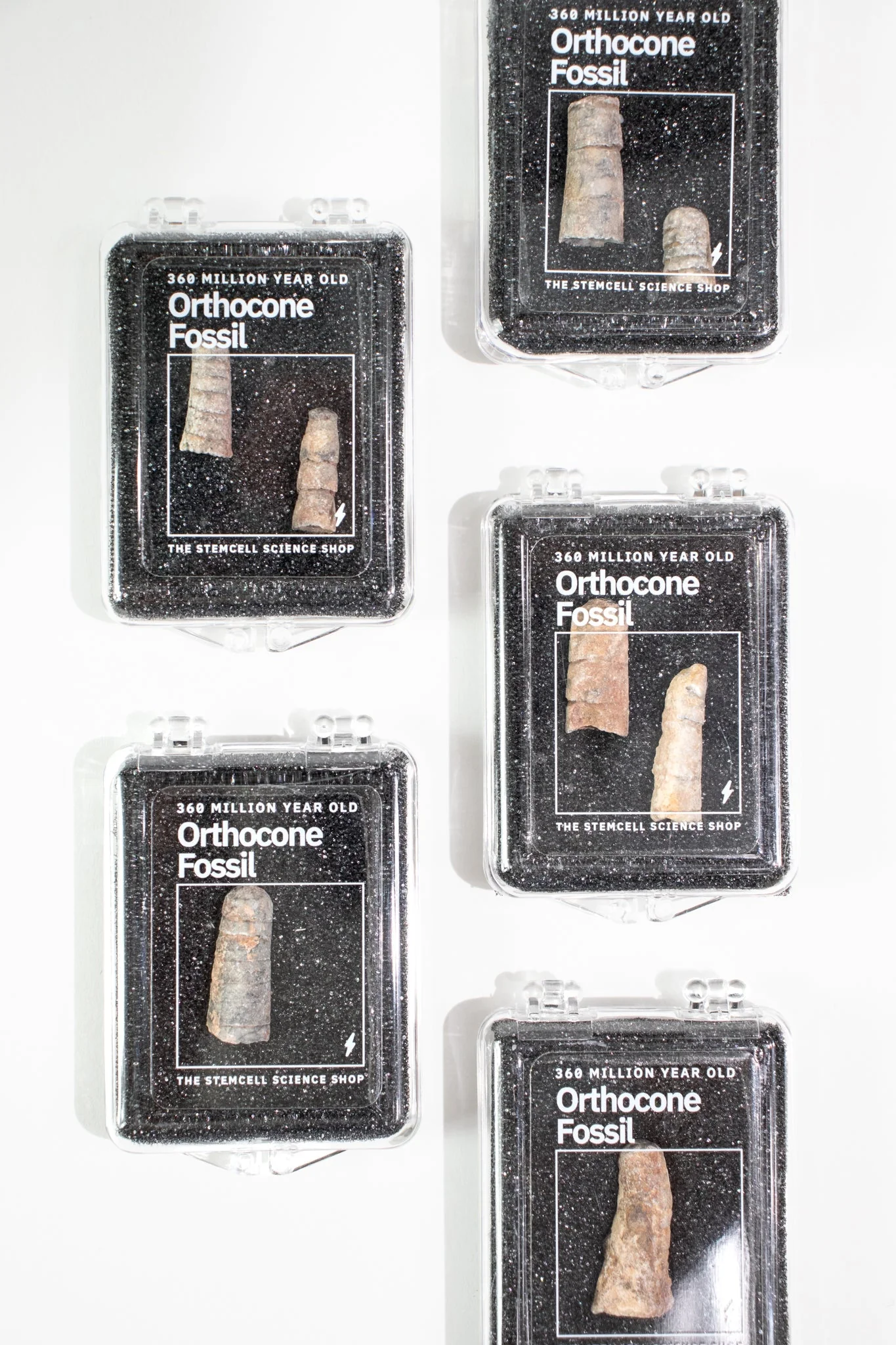 Orthocone Fossil - Image 6
