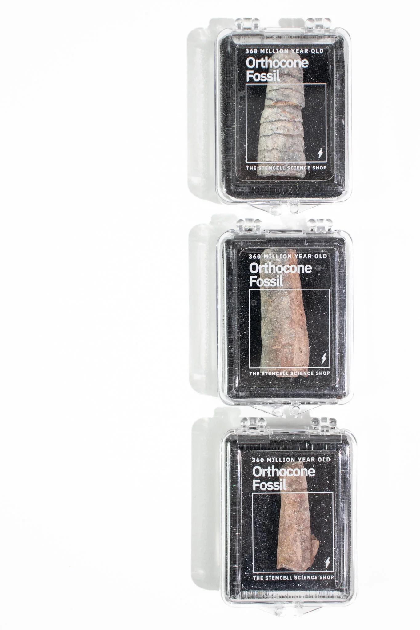Orthocone Fossil - Image 7