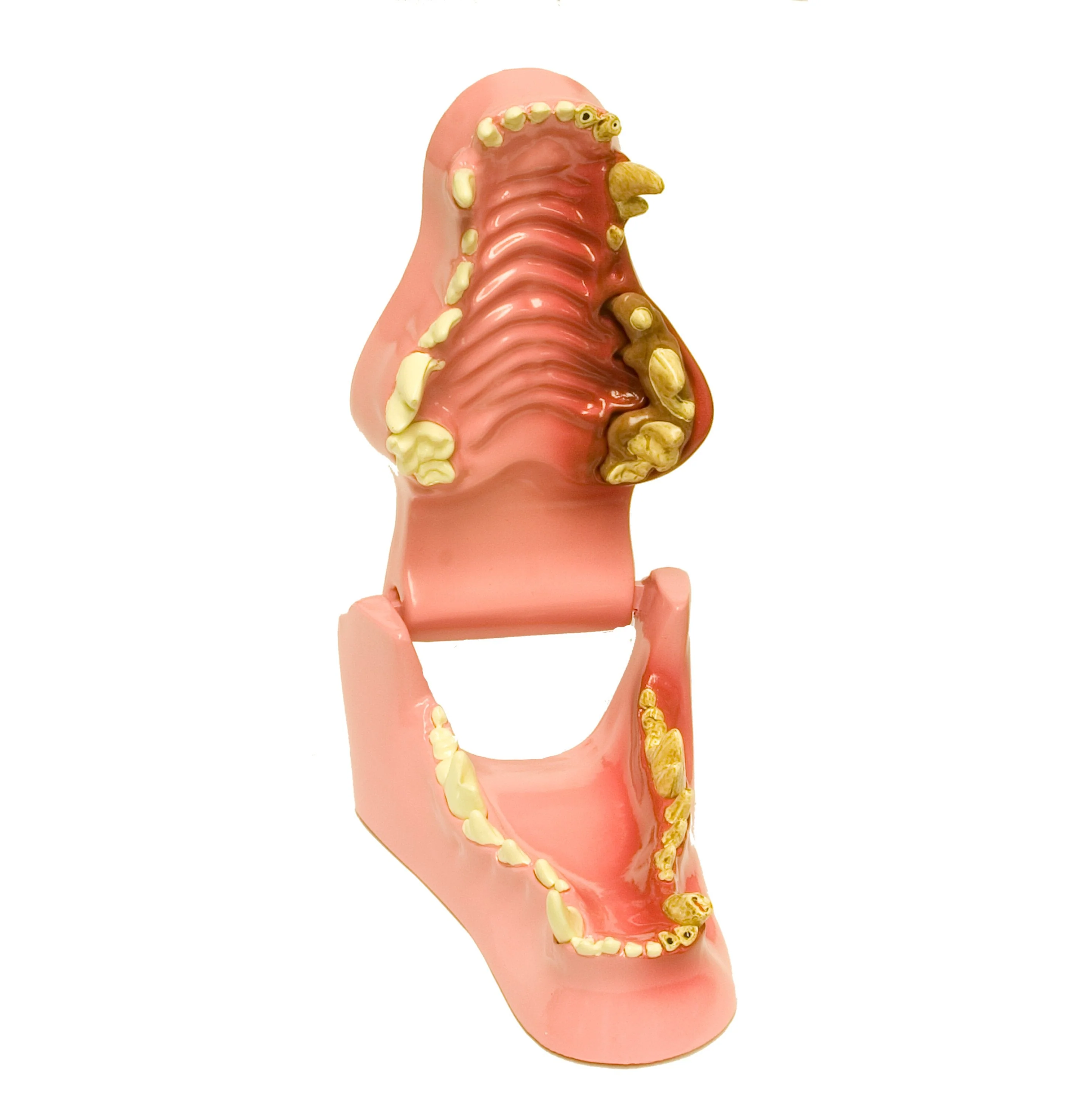 Replica Veterinary Canine Model - Jaw