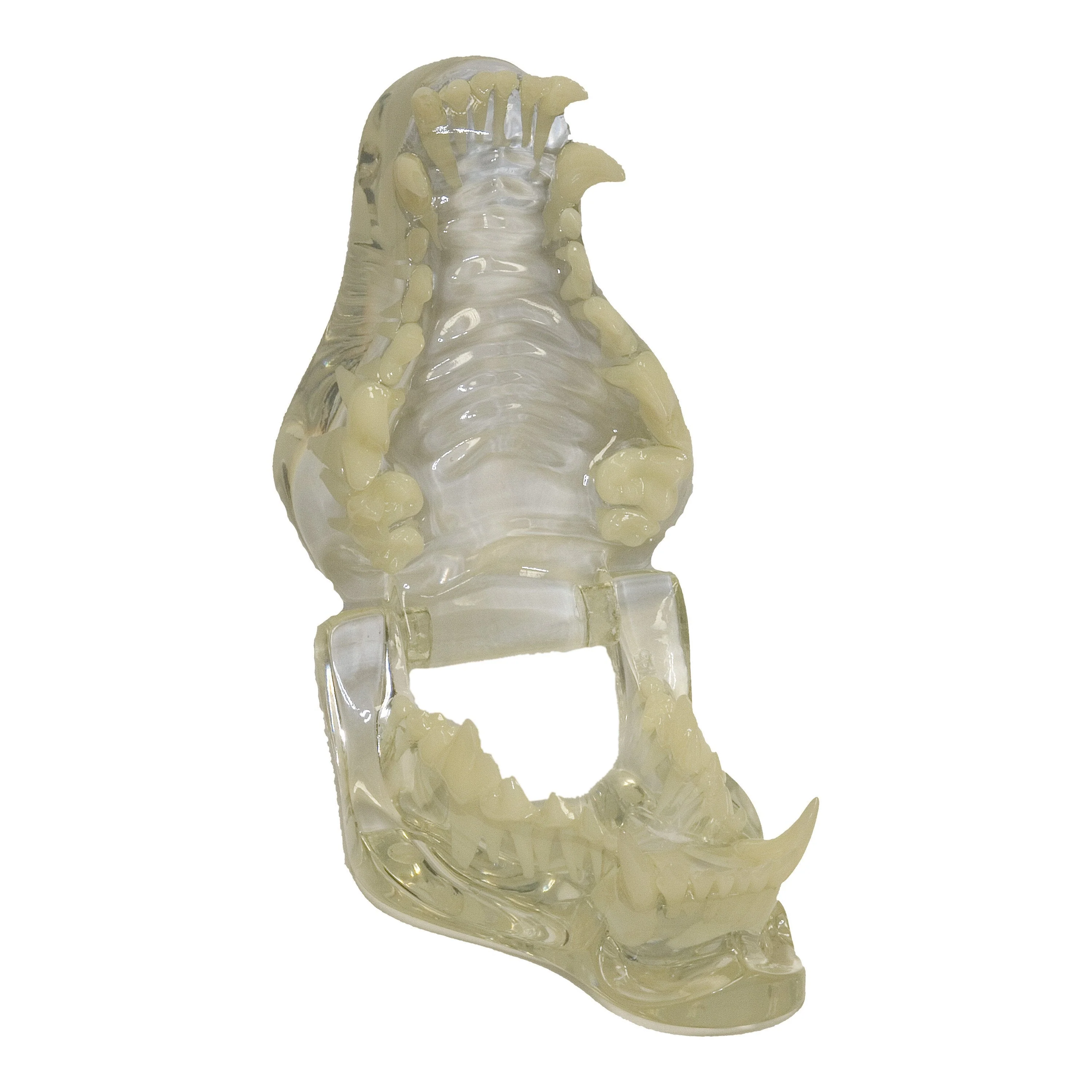 Replica Clear Canine Jaw Model - Image 2