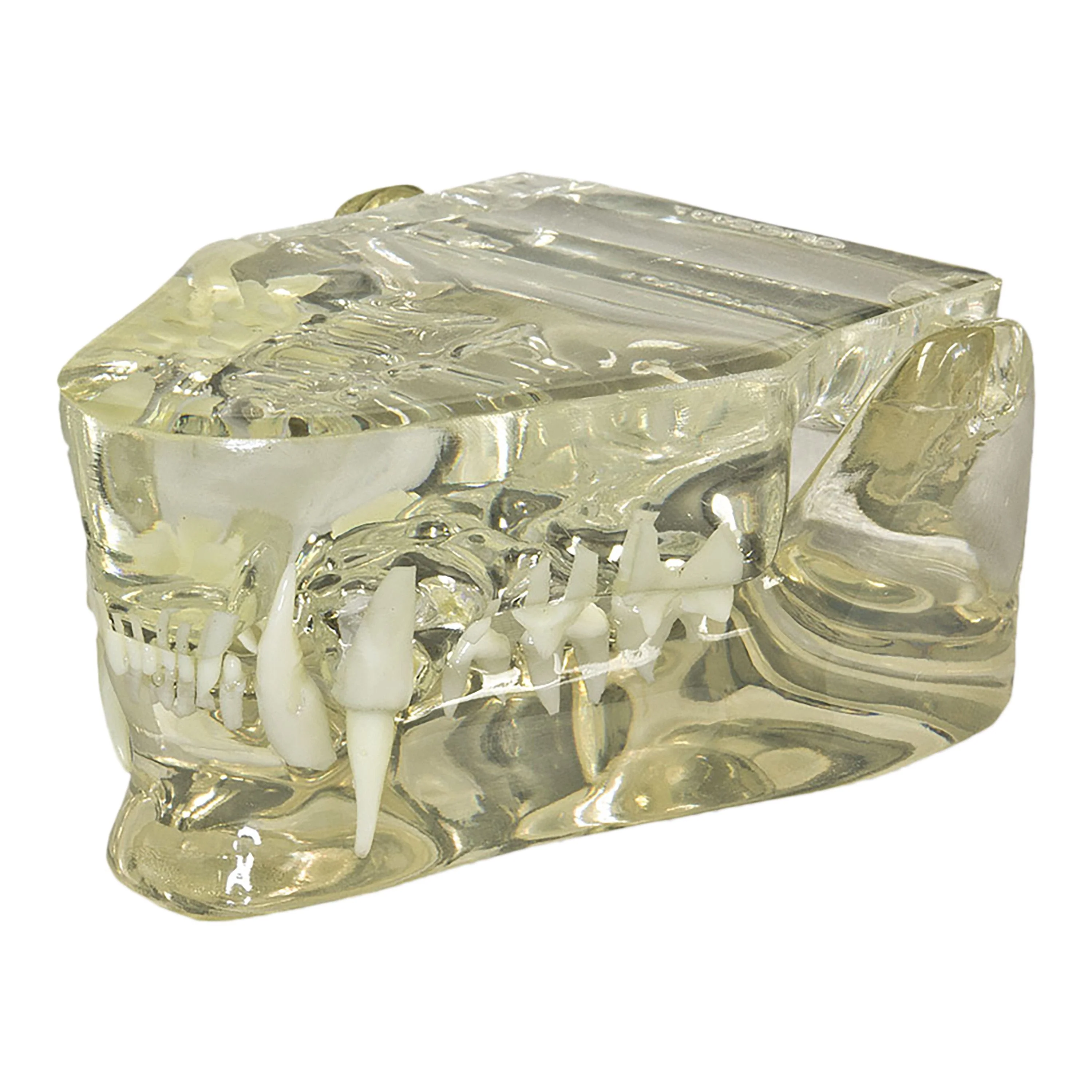 Replica Veterinary Clear Feline Model - Jaw - Image 2