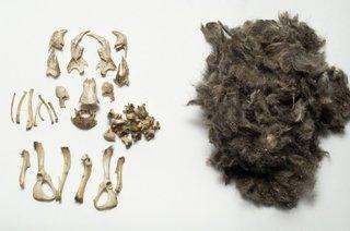 Owl Pellet Kit - Image 2