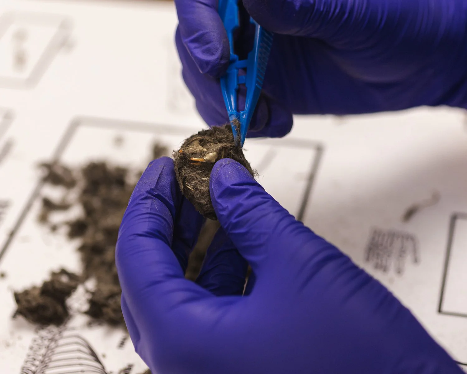 Owl Pellet Kit - Image 4