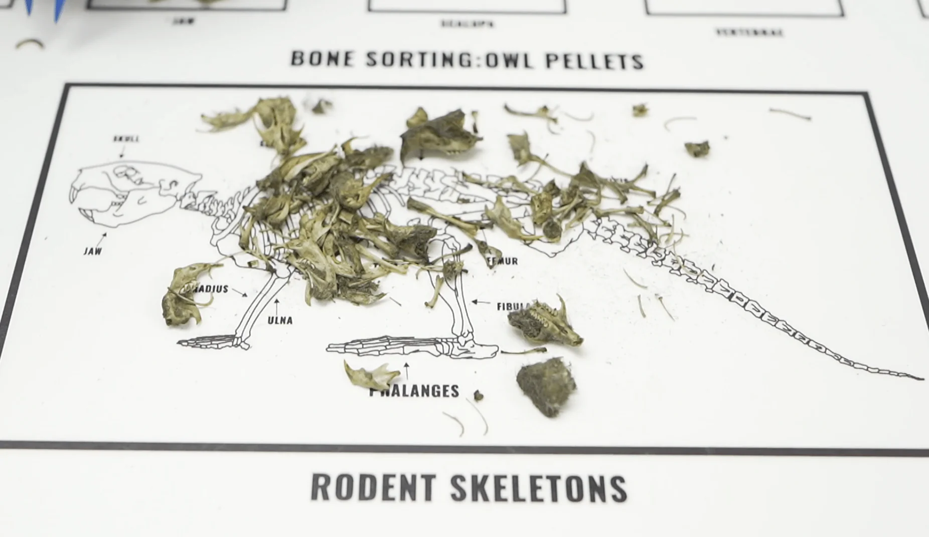 Owl Pellet Kit - Image 5