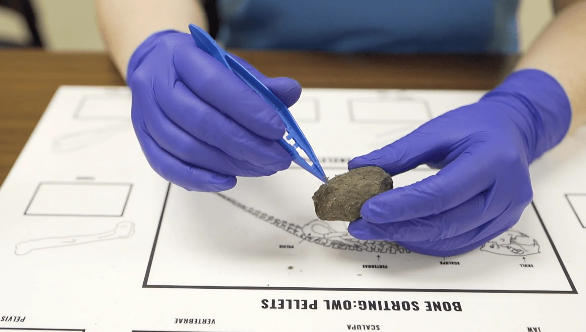 Owl Pellet Kit - Image 6