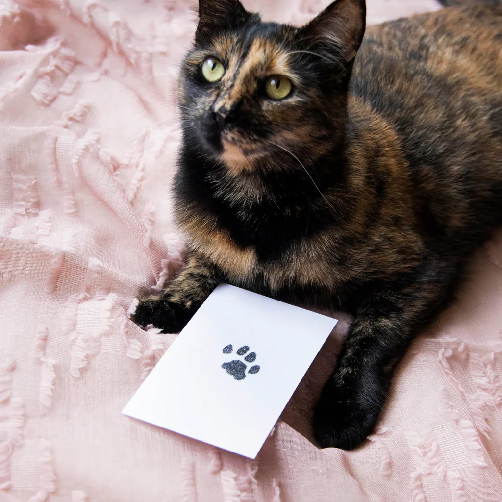 Pet Paw Print Clean-Touch Ink Pad - Black - Image 6