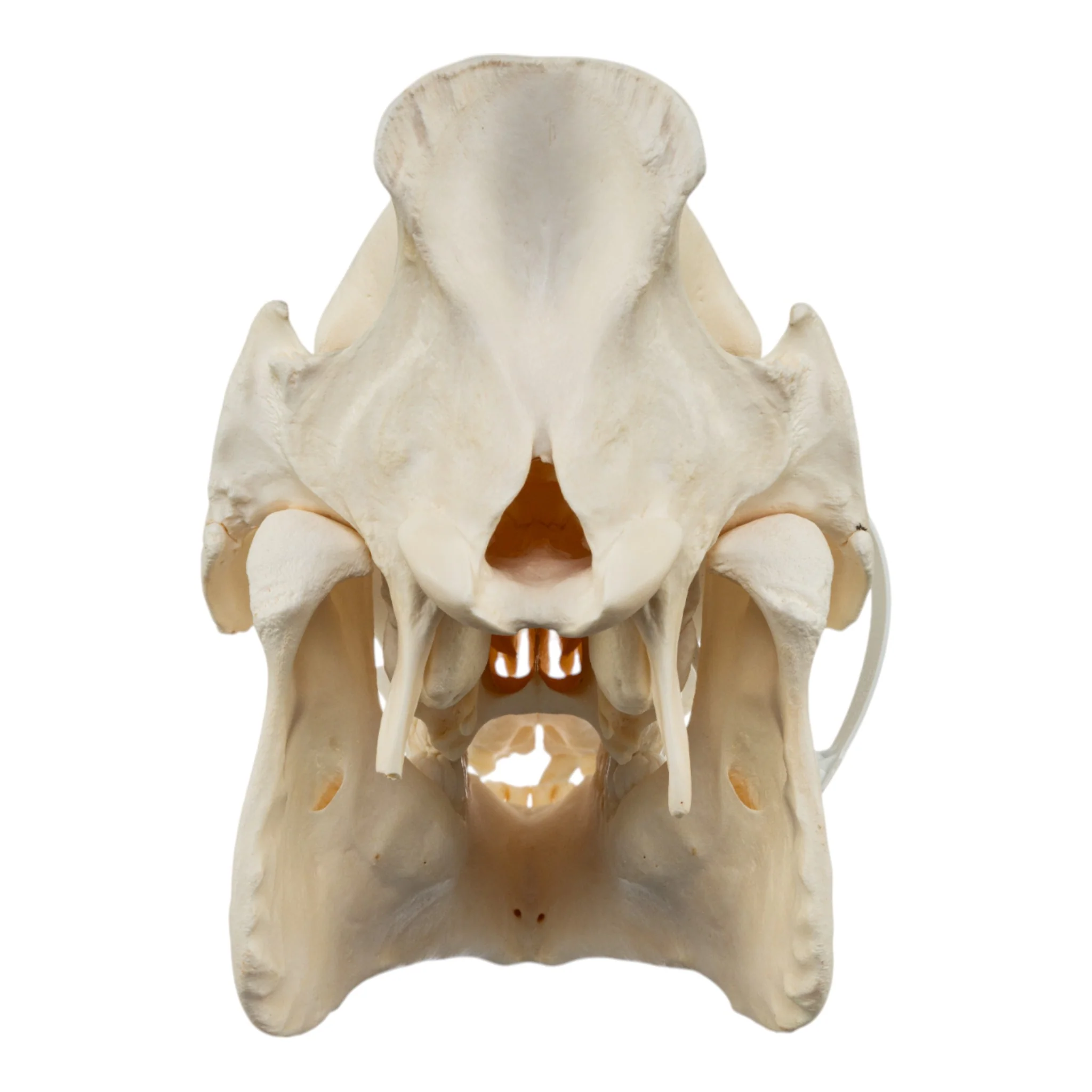 Real Domestic Pig Skull - No Tusks - Image 5