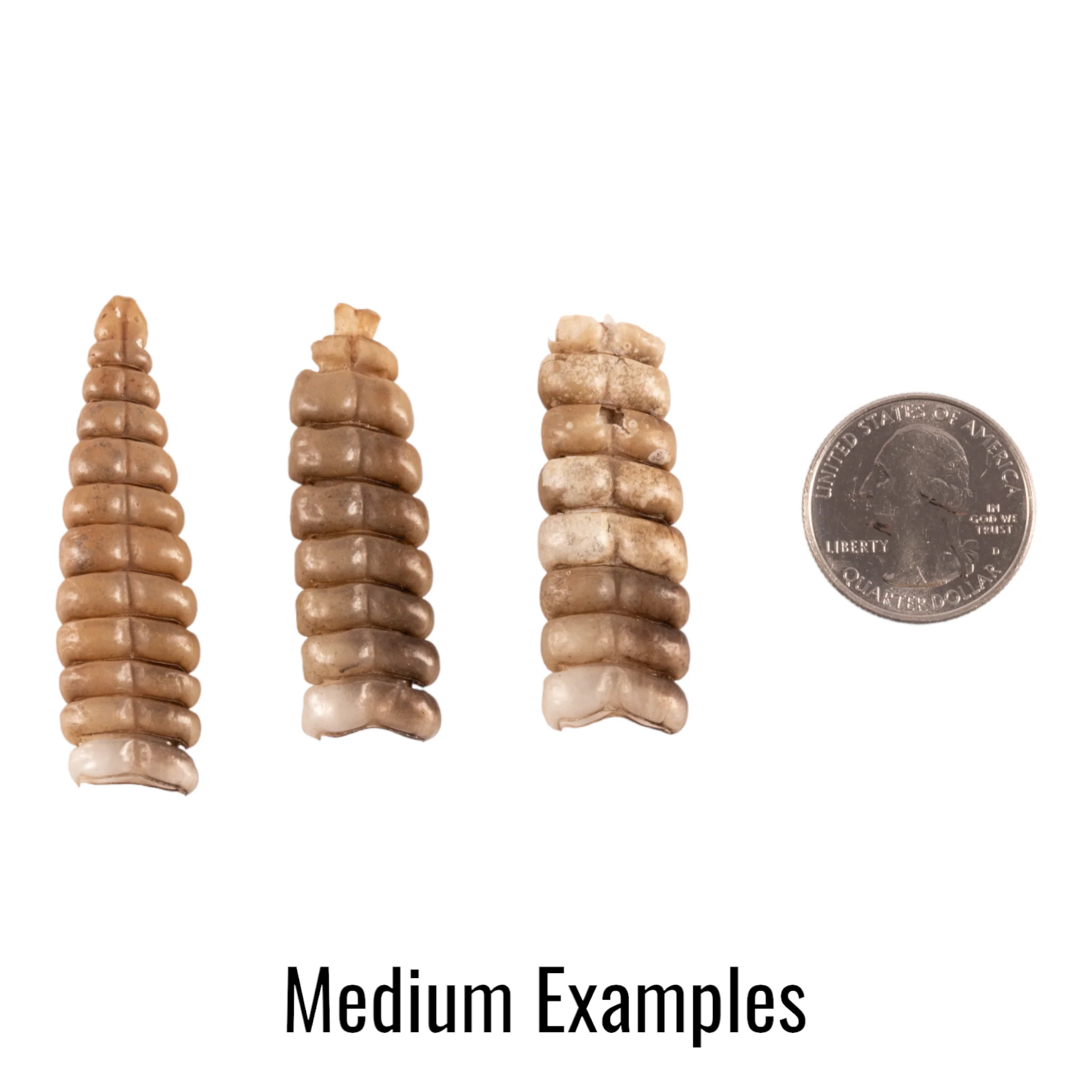 Real Rattlesnake Rattle - Single - Image 3