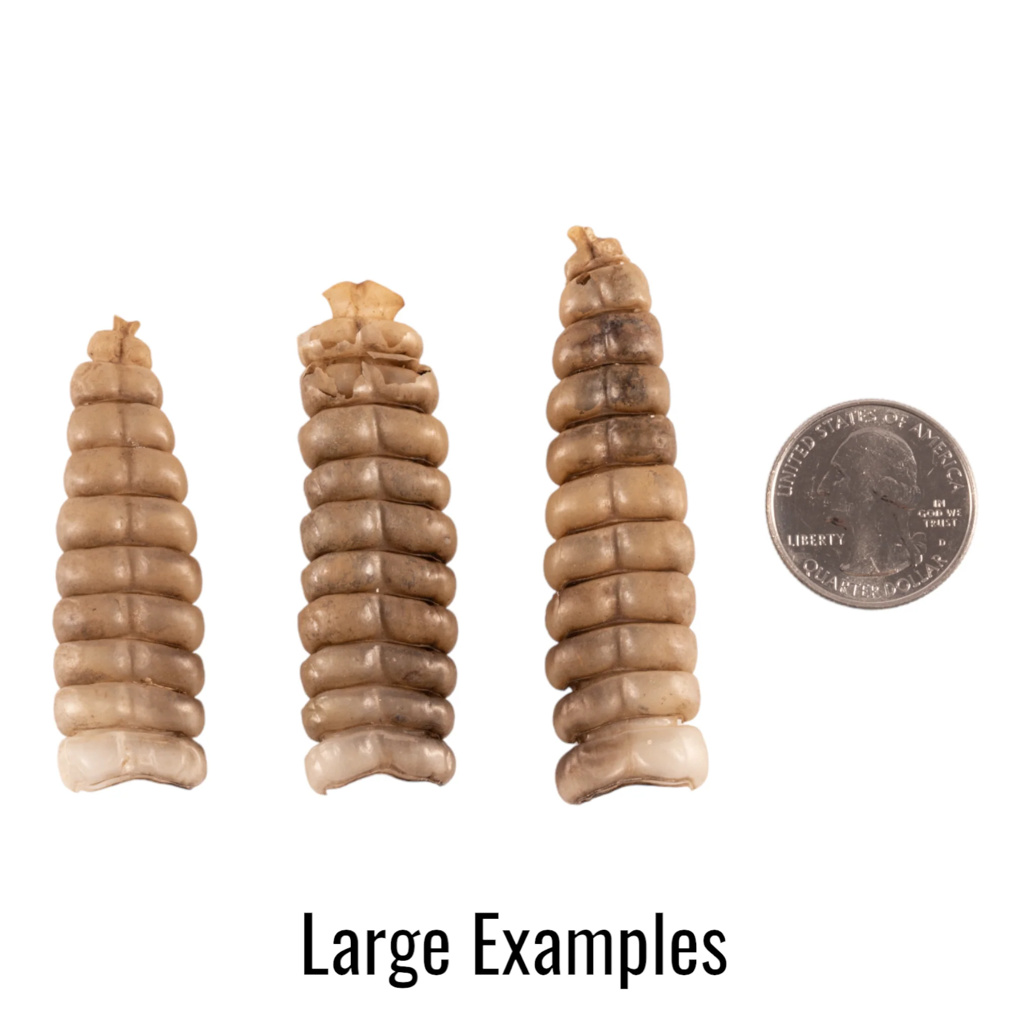 Real Rattlesnake Rattle - Single - Image 4