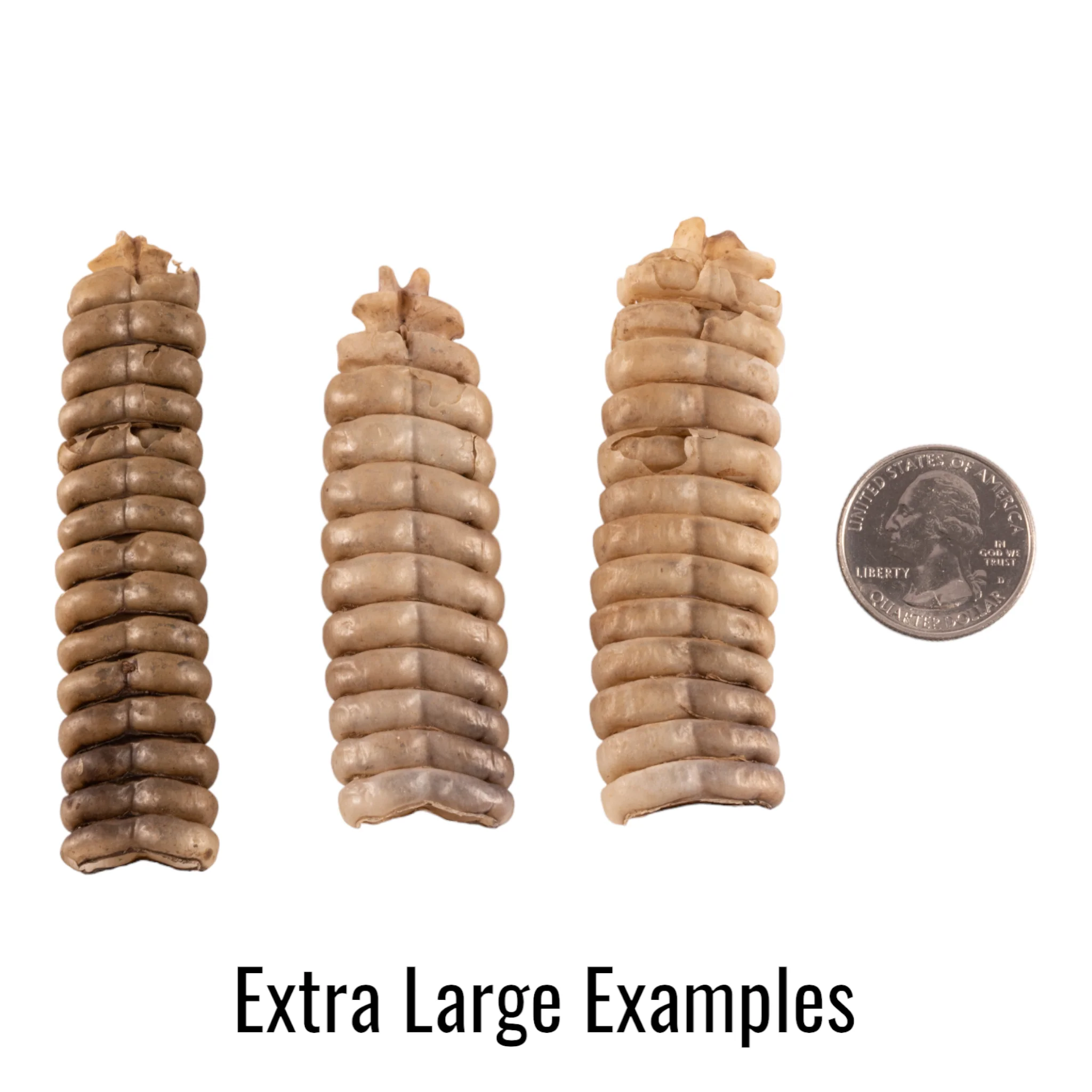 Real Rattlesnake Rattle - Single - Image 5