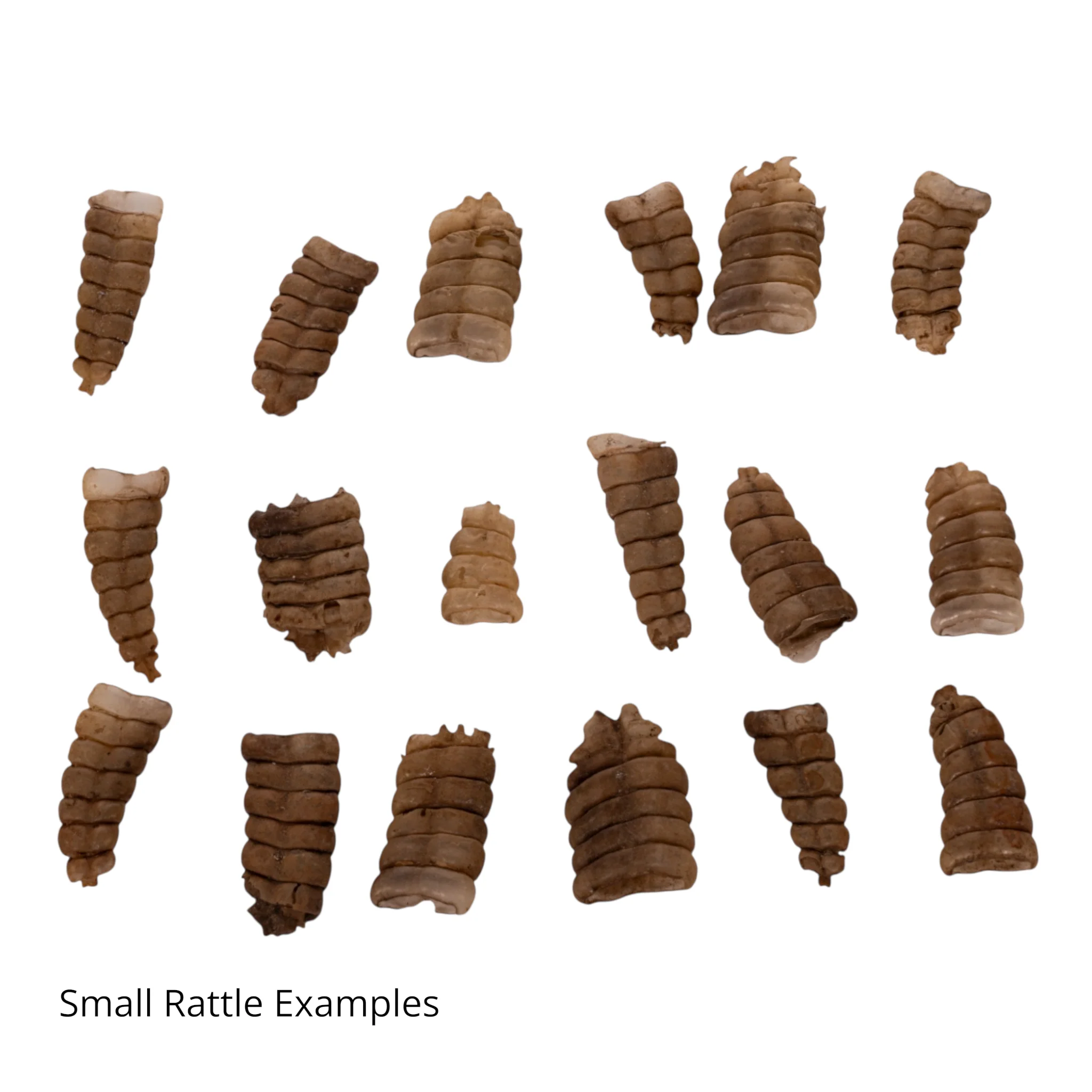 Real Rattlesnake Rattle - Single - Image 6