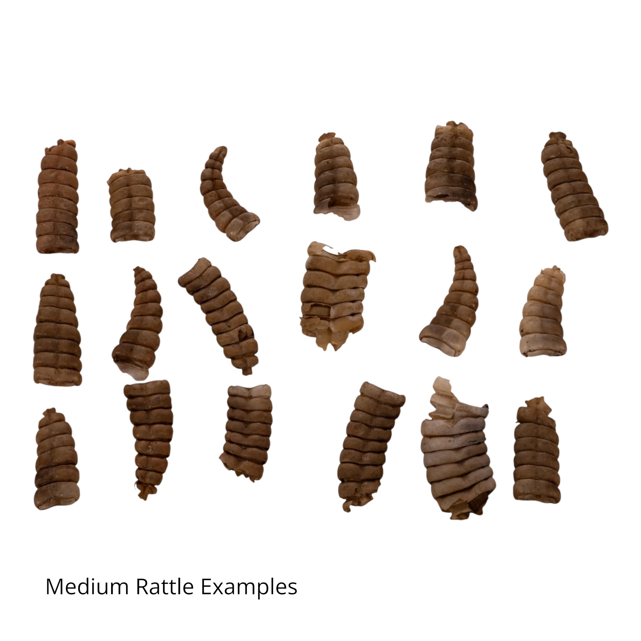 Real Rattlesnake Rattle - Single - Image 7