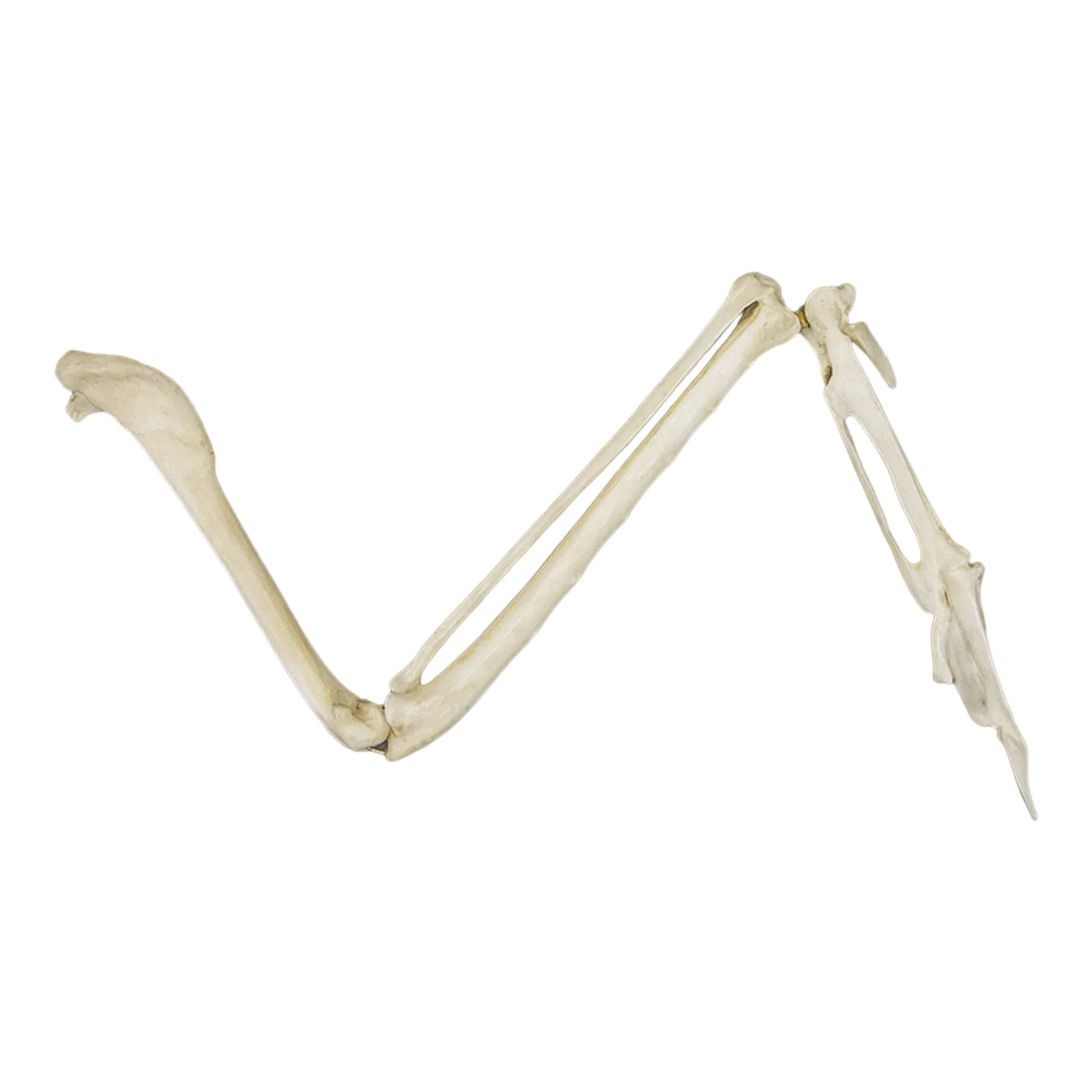 Replica Common Raven Wing - Articulated (No Feathers) - Image 2