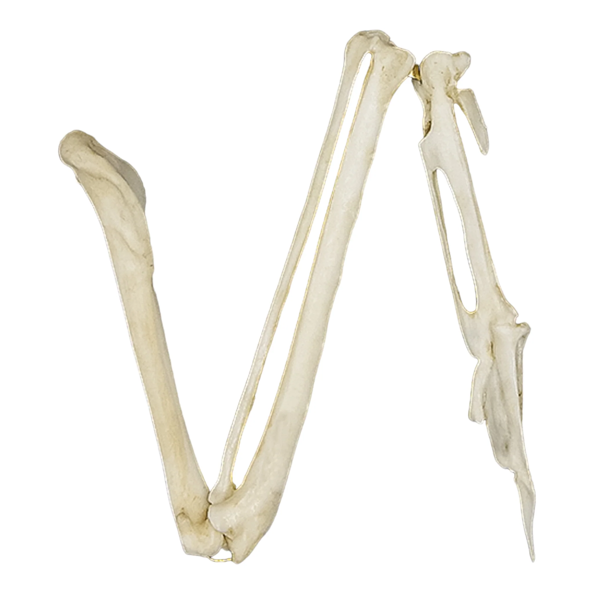Replica Common Raven Wing - Articulated (No Feathers) - Image 3