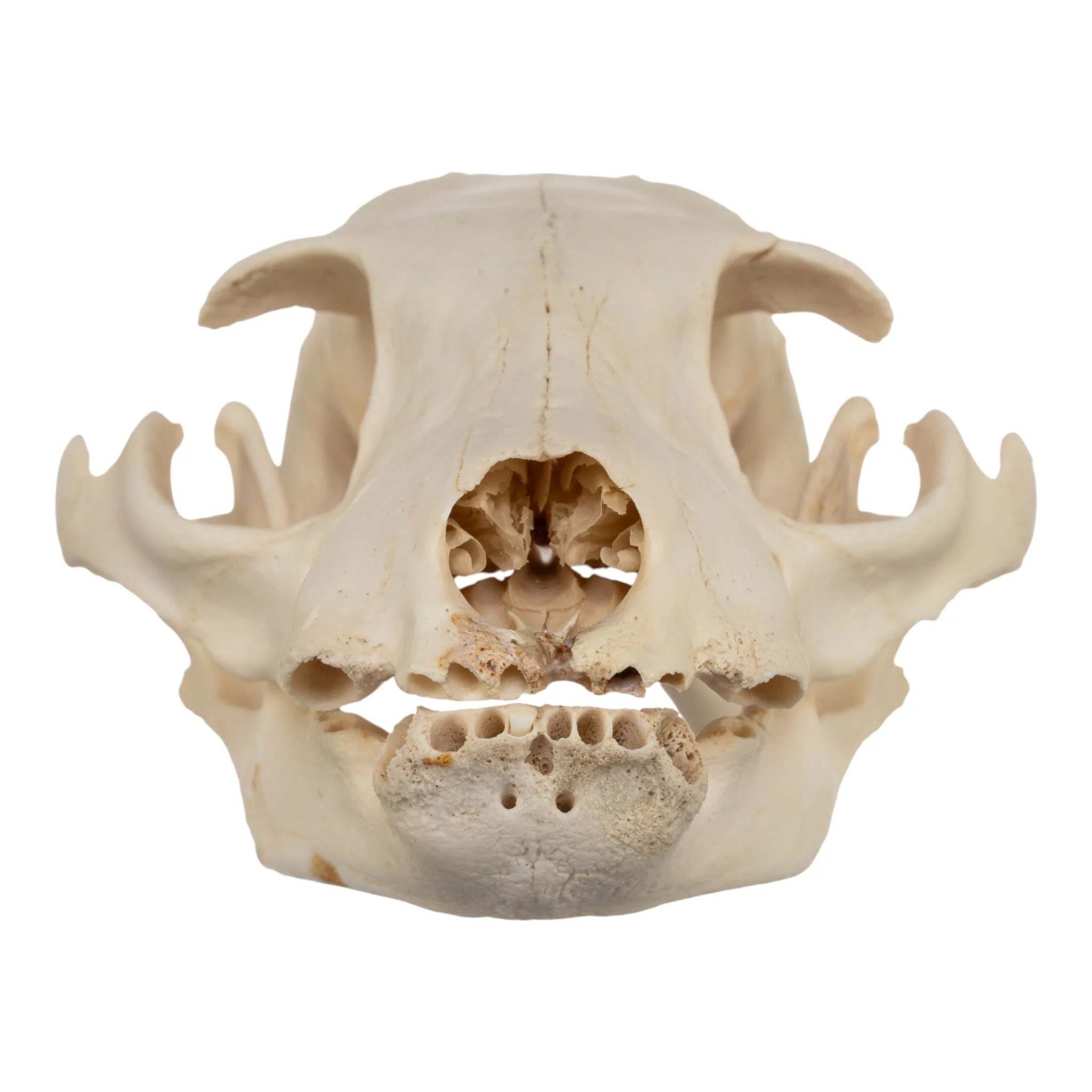 Real Aardwolf Skull - Image 3
