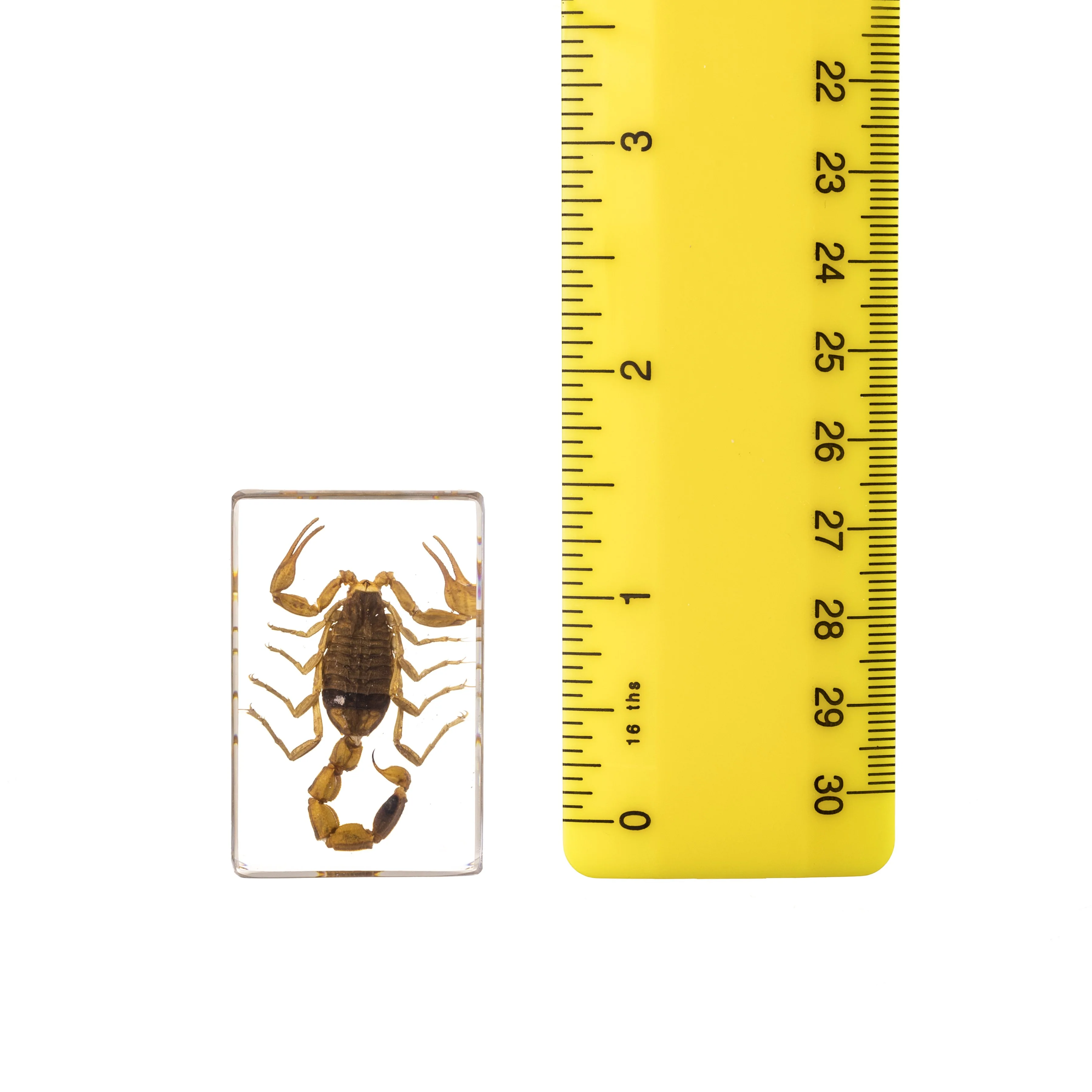 Real Golden Scorpion in Acrylic Paperweight - Image 2