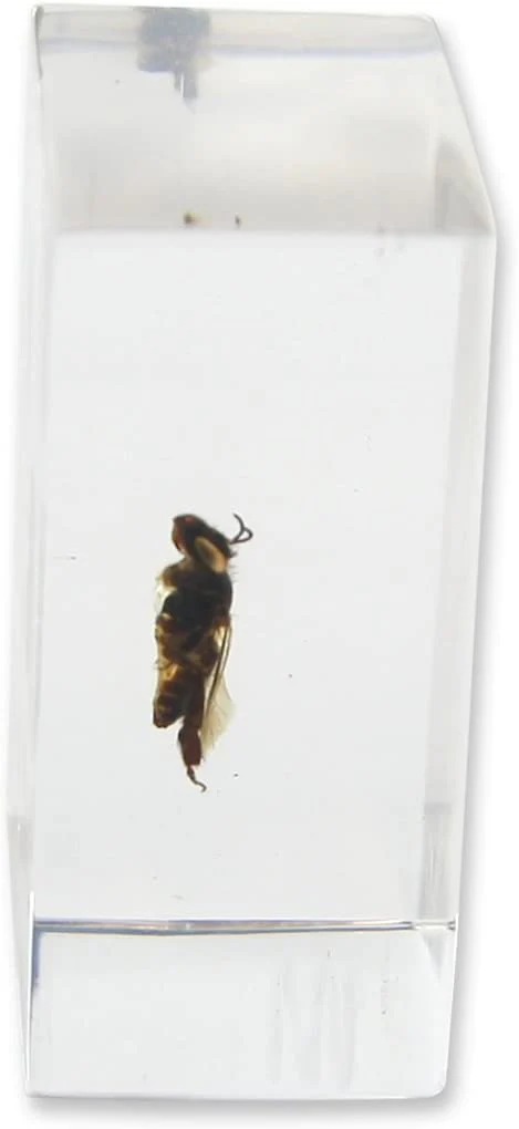 Real Honey Bee in Acrylic Paperweight (Small) - Image 2