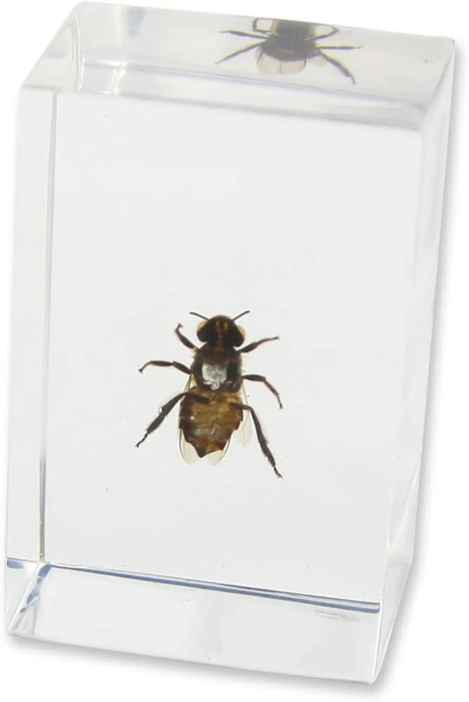 Real Honey Bee in Acrylic Paperweight (Small) - Image 3