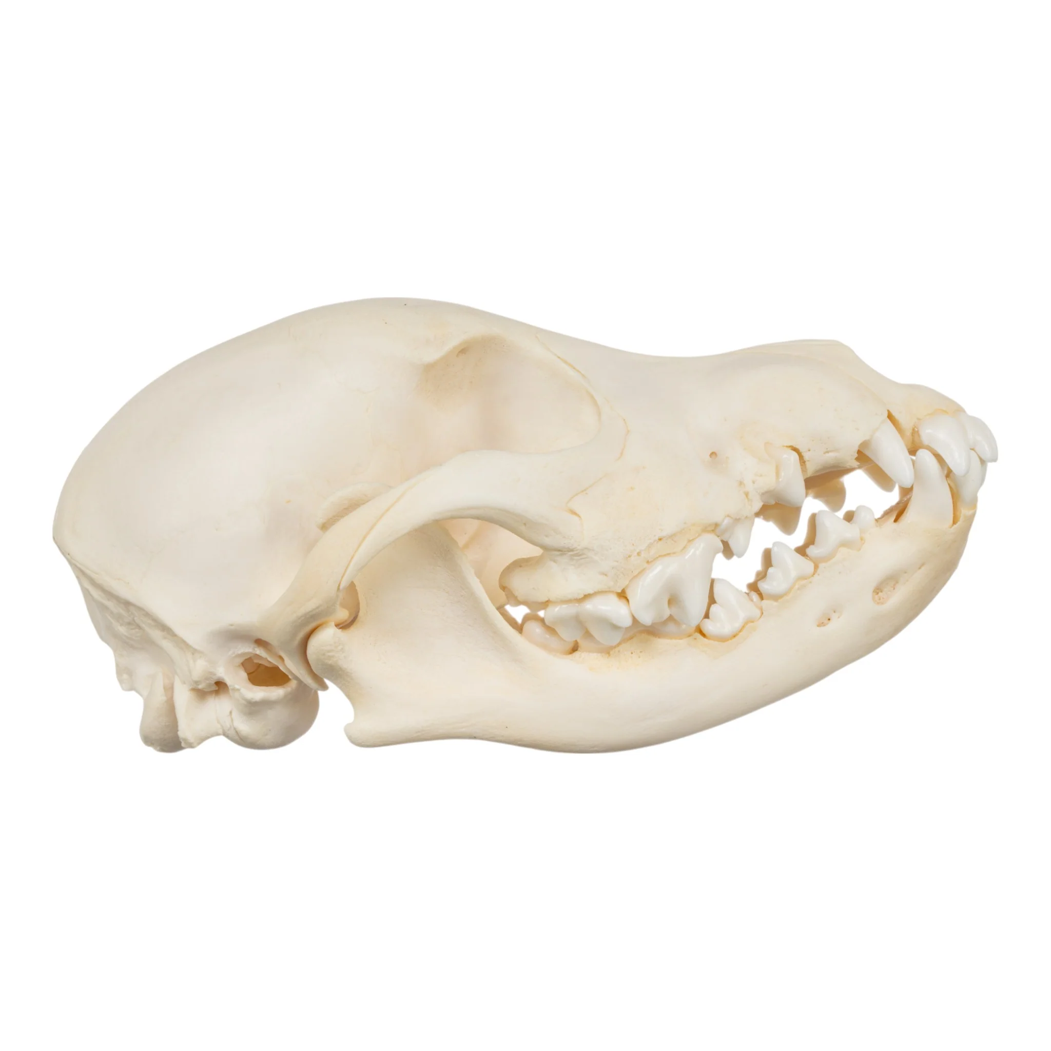 Real Domestic Dog Skull - Adolescent - Image 2