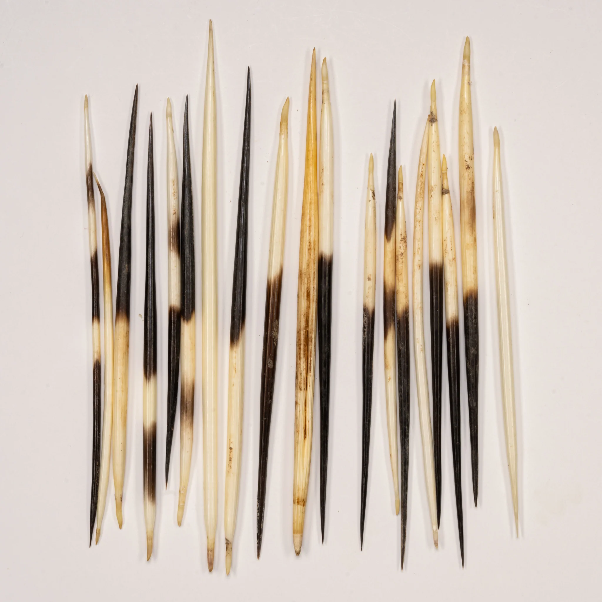 Real African Crested Porcupine Quill - Medium (4.5-7") - Single