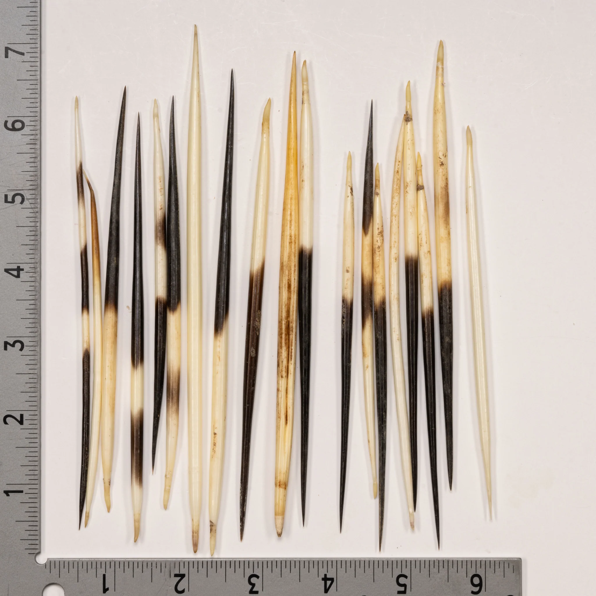 Real African Crested Porcupine Quill - Medium (4.5-7") - Single - Image 2