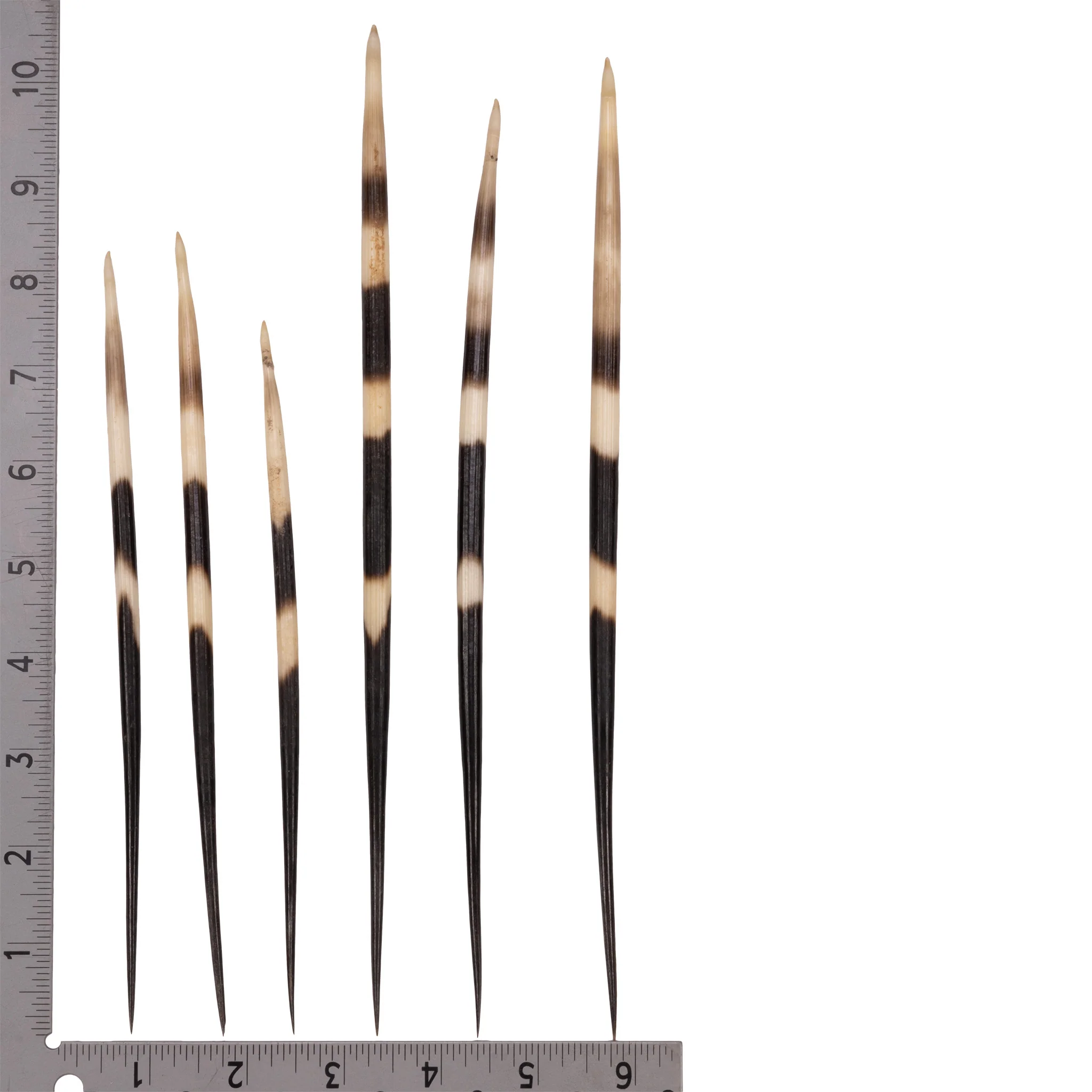 Real African Crested Porcupine Quill - Large (7.0-10.4") - Single - Image 2